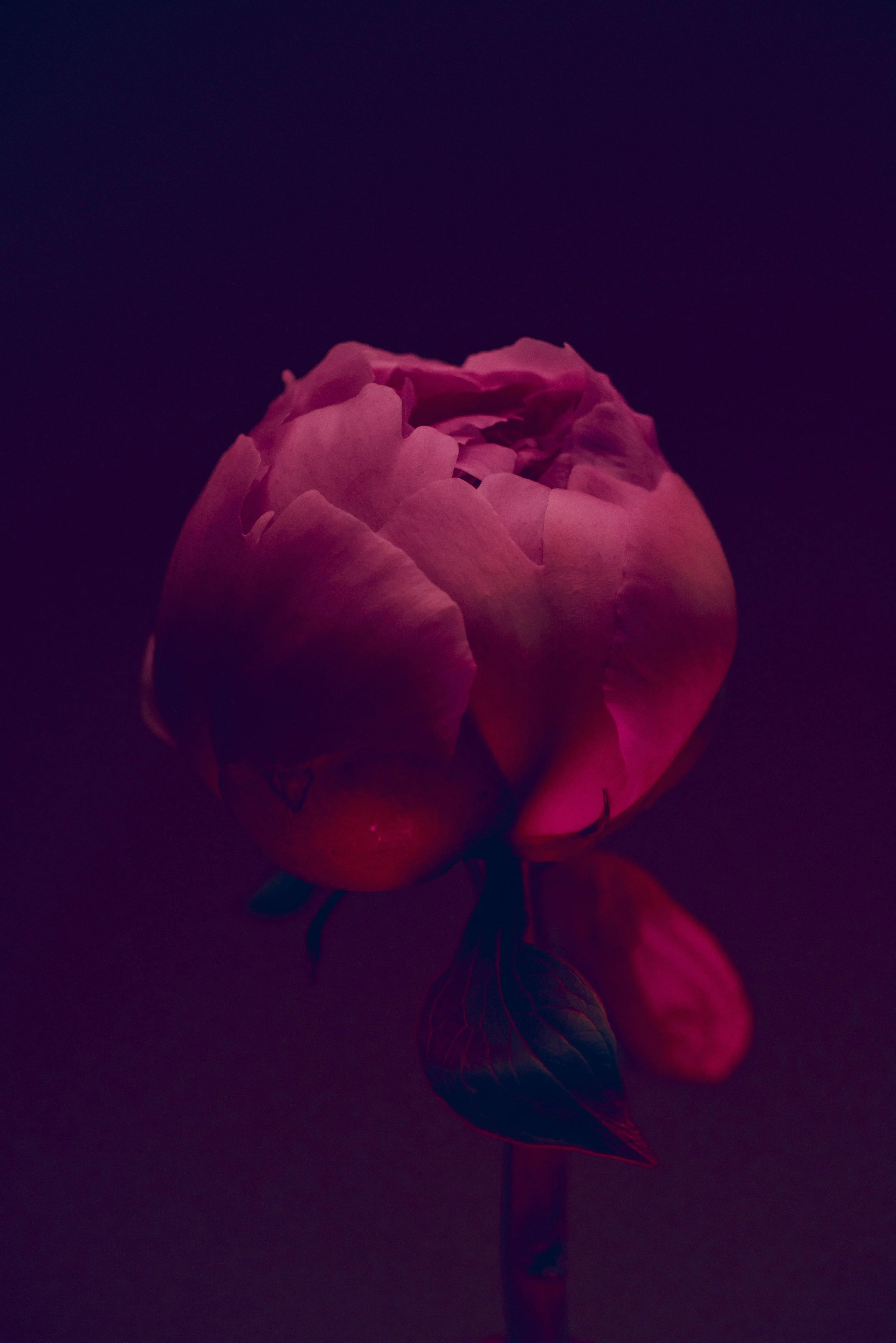 LBamford_Flowers_260511_ 253.jpg