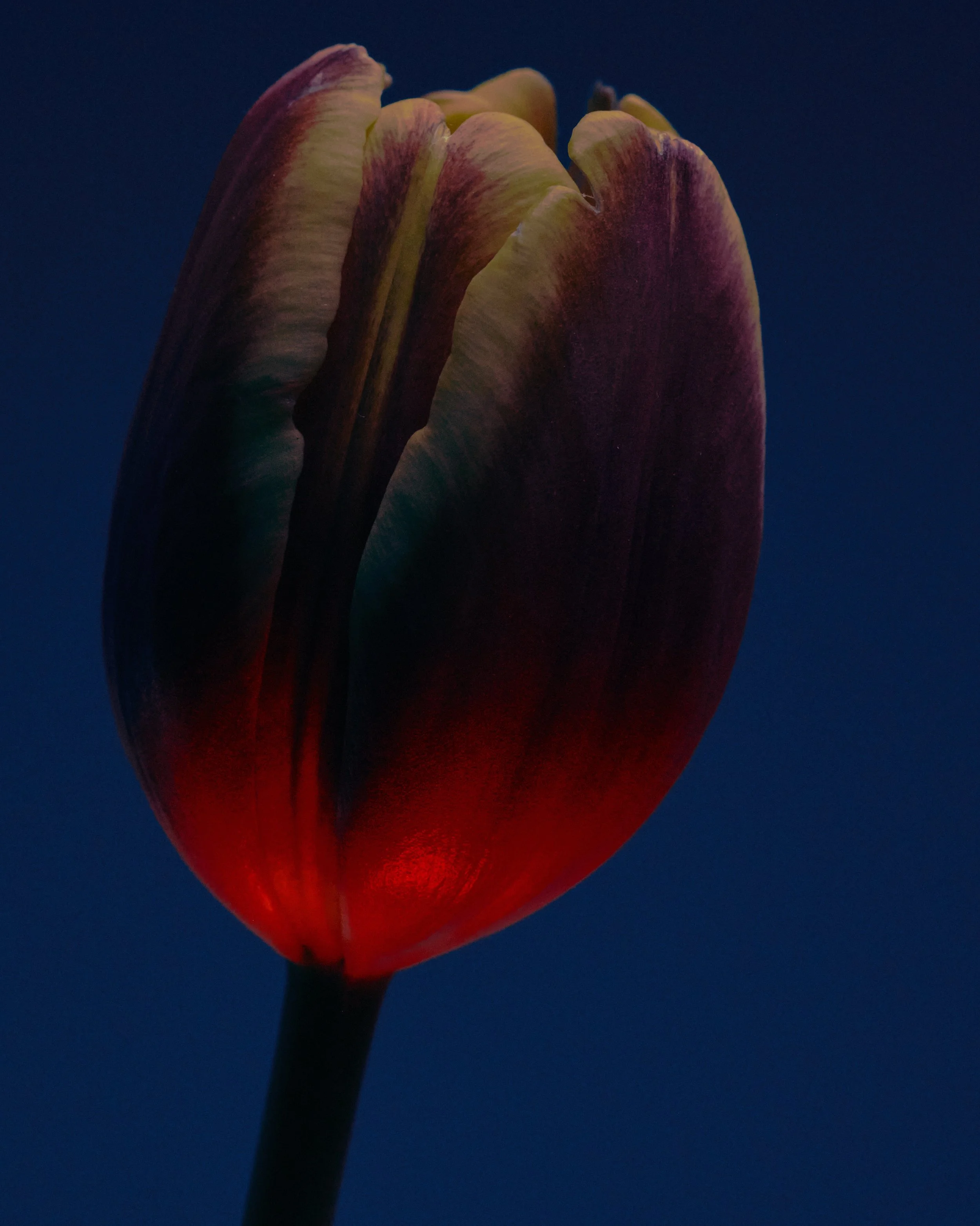 LBamford_Flowers_260511_ 214.jpg