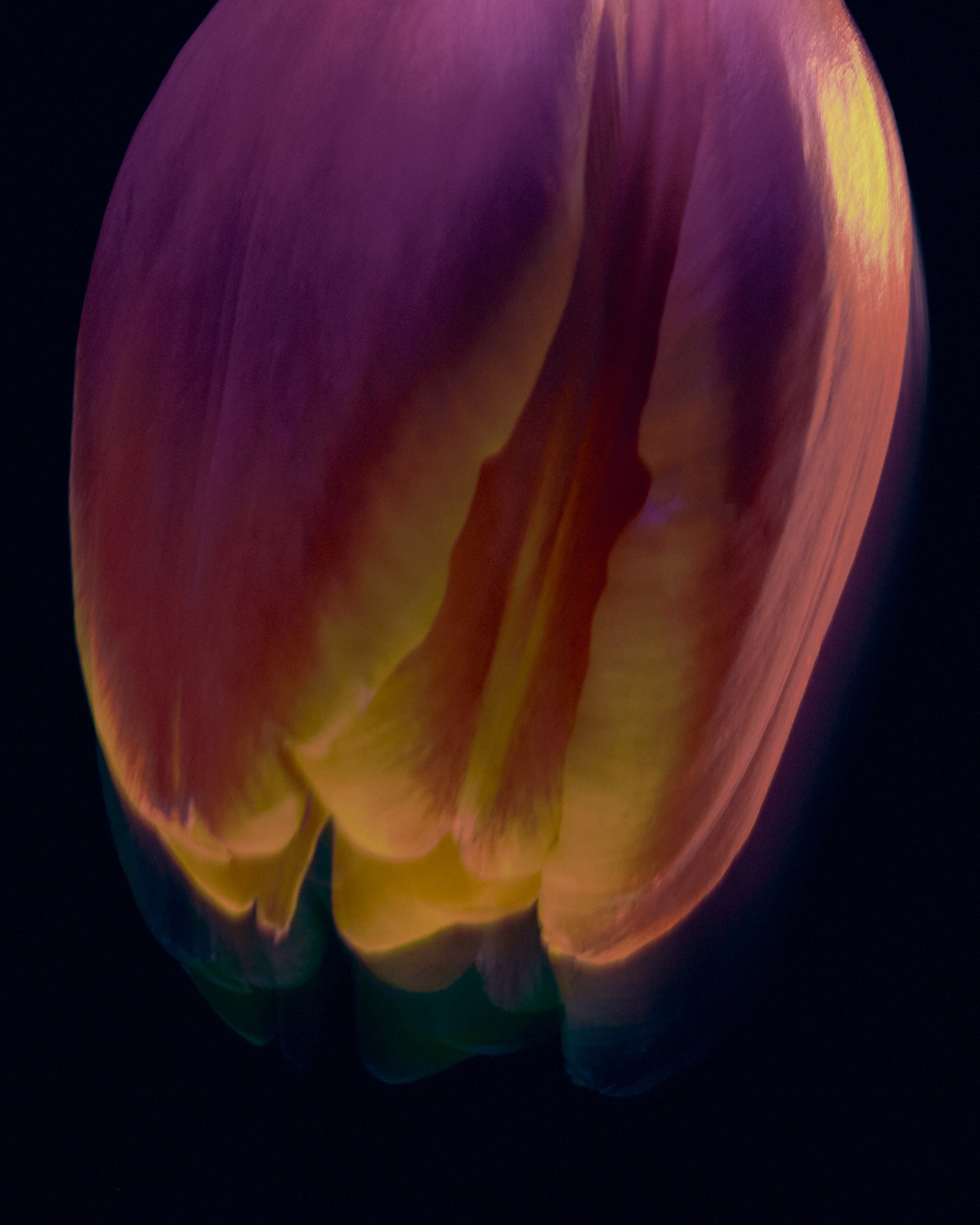 LBamford_Flowers_260511_ 171.jpg