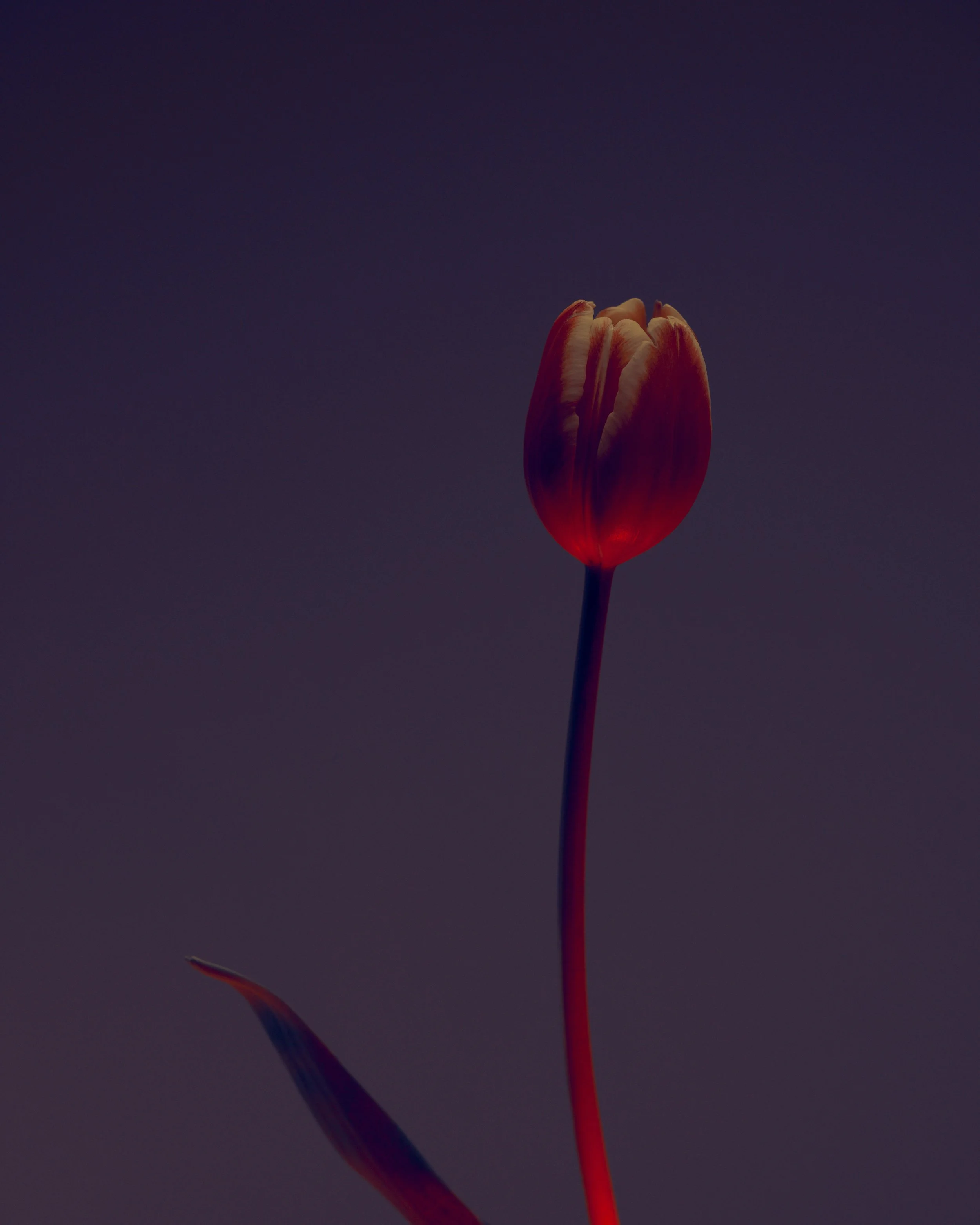 LBamford_Flowers_260511_ 205 1.jpg