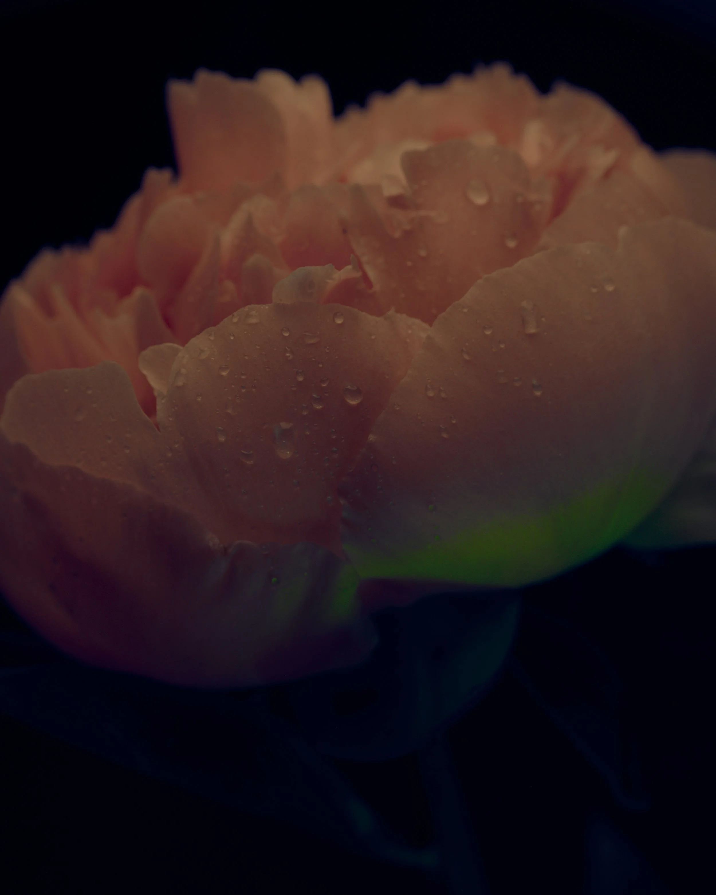 LBamford_Flowers_260511_ 321.jpg