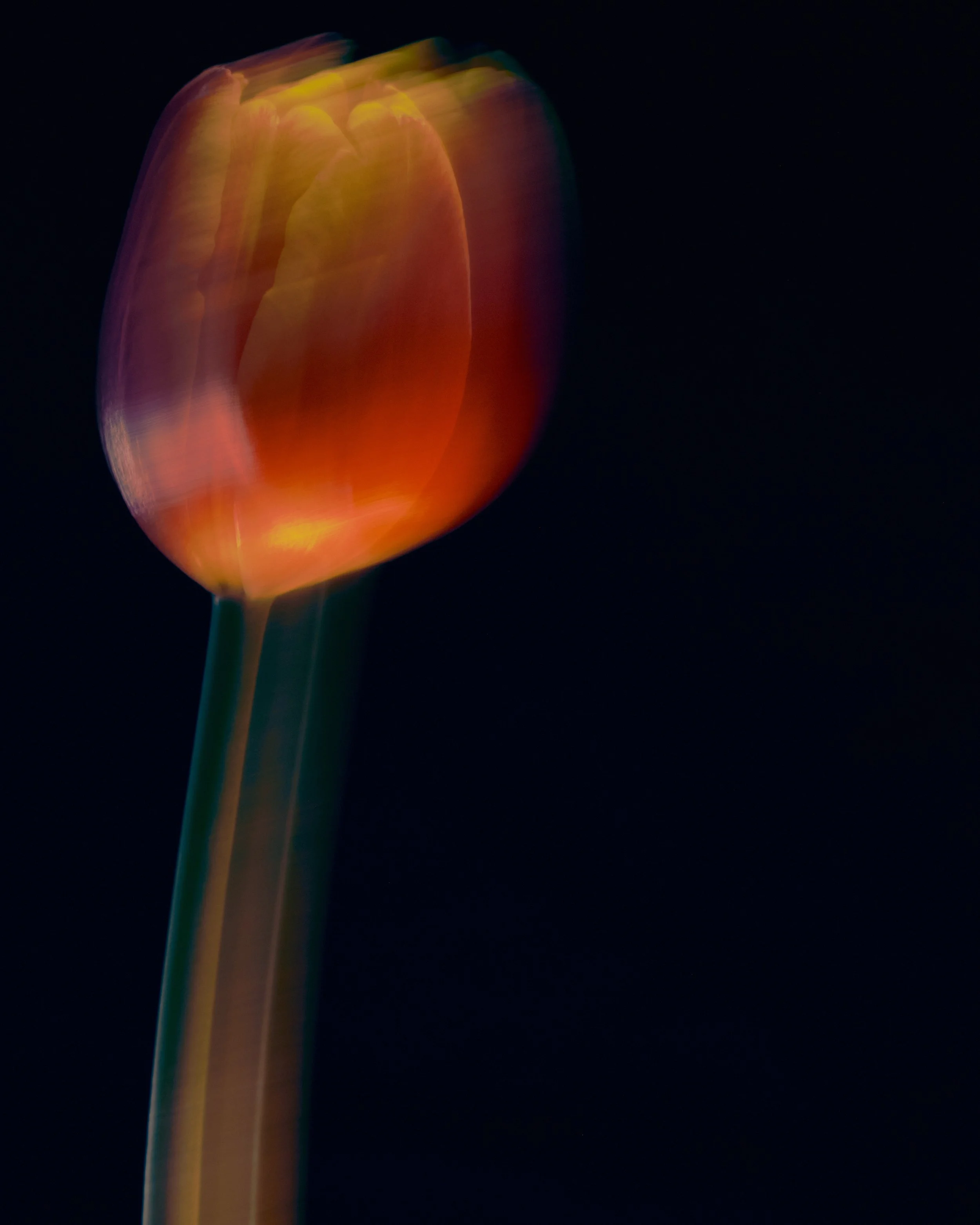 LBamford_Flowers_260511_ 146.jpg