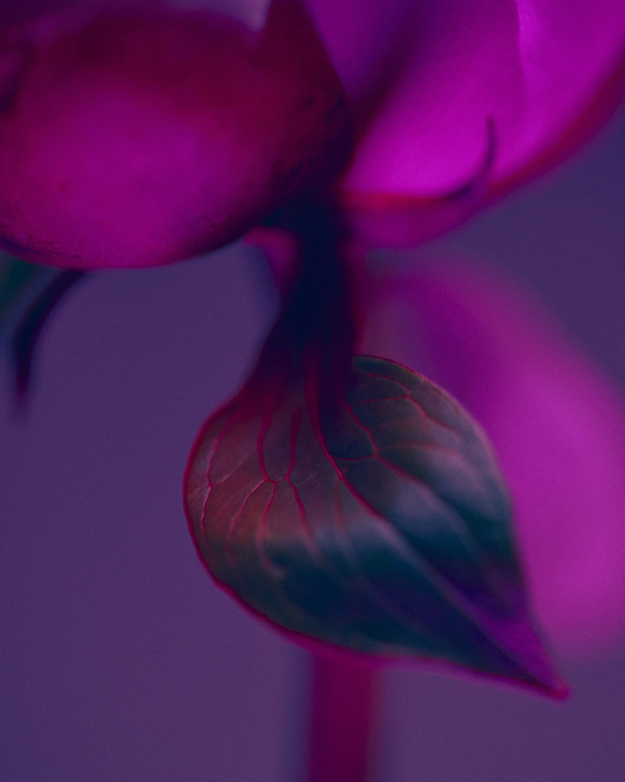 LBamford_Flowers_260511_ 248.jpg