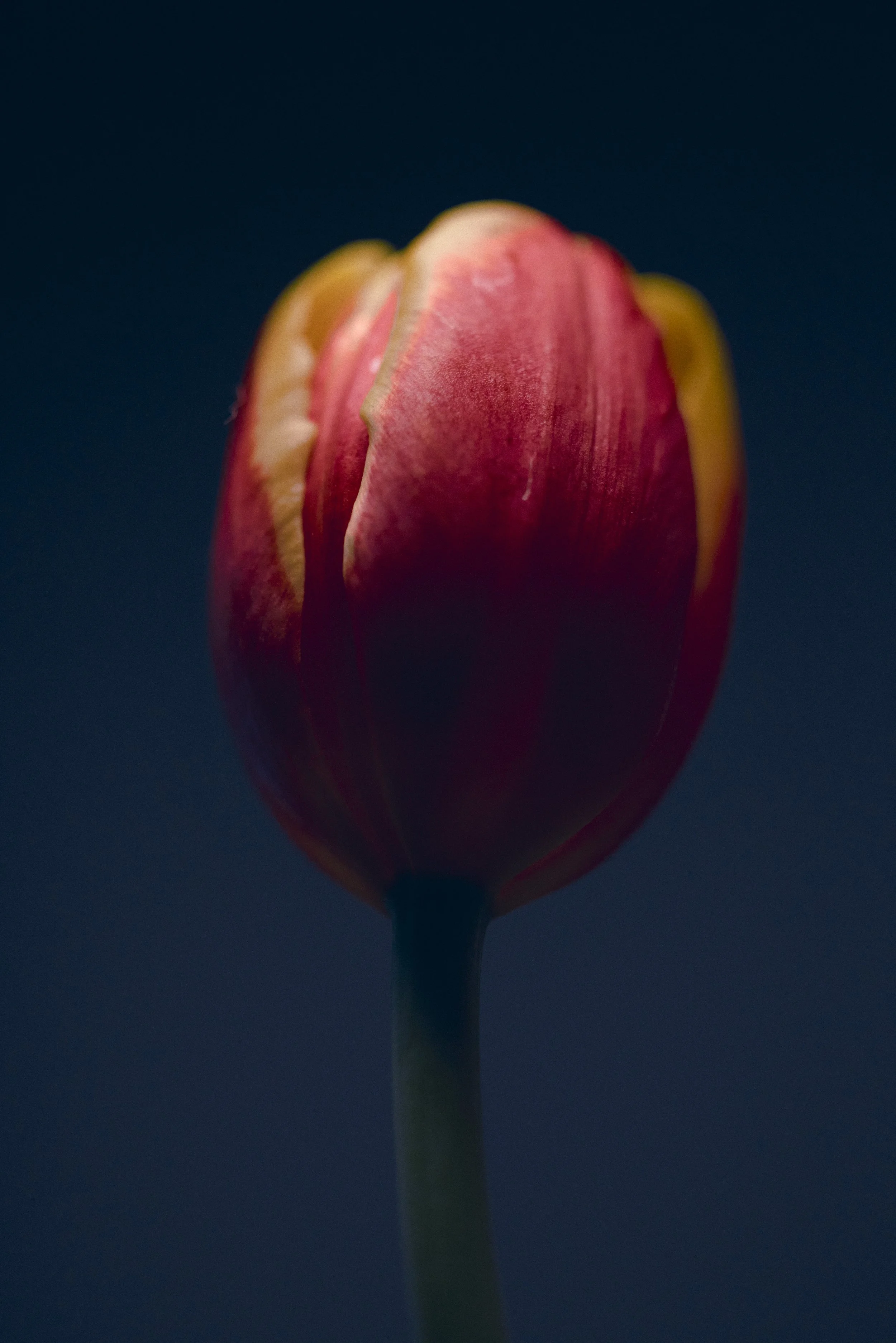 LBamford_Flowers_260511_ 29.jpg