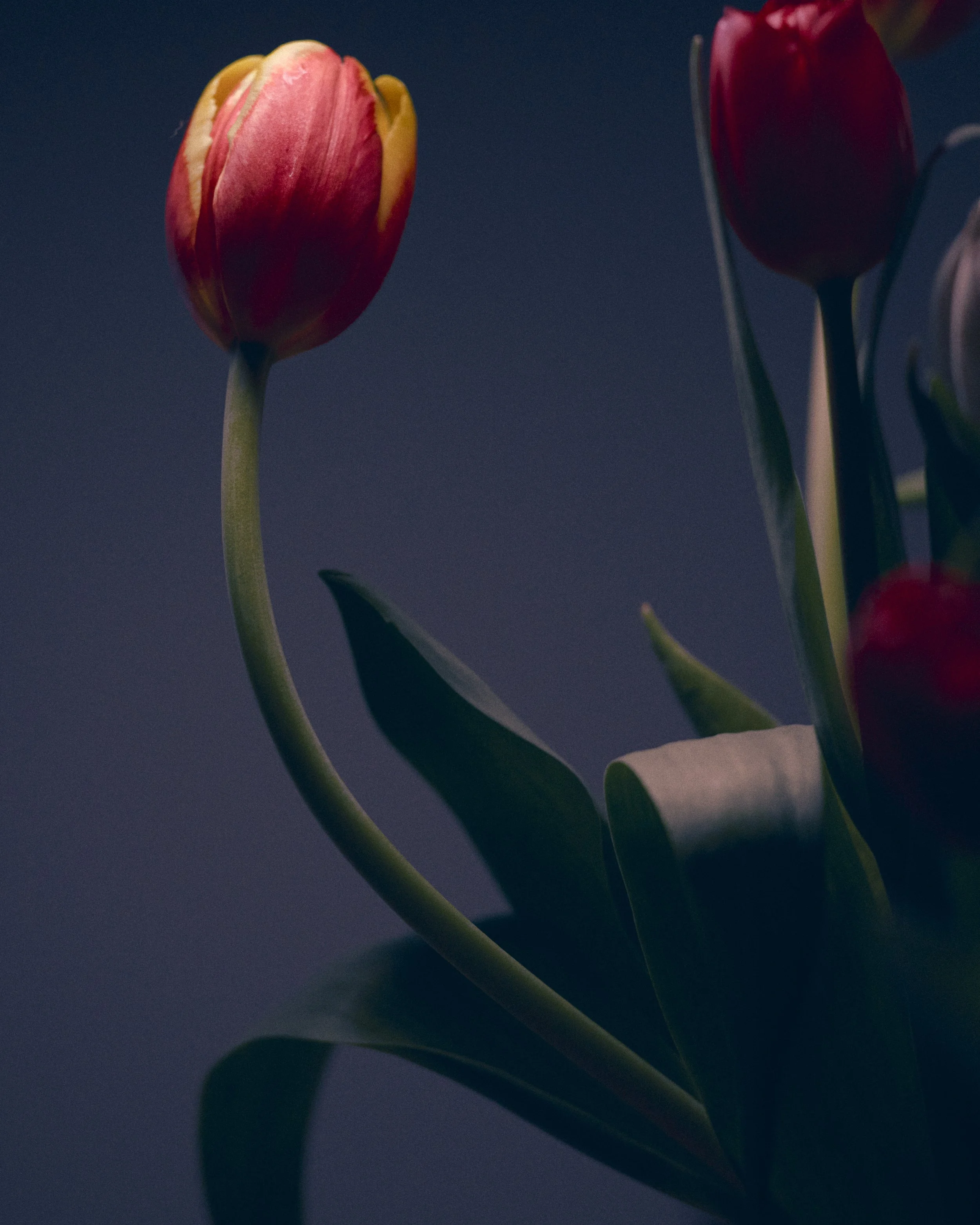 LBamford_Flowers_260511_ 28.jpg