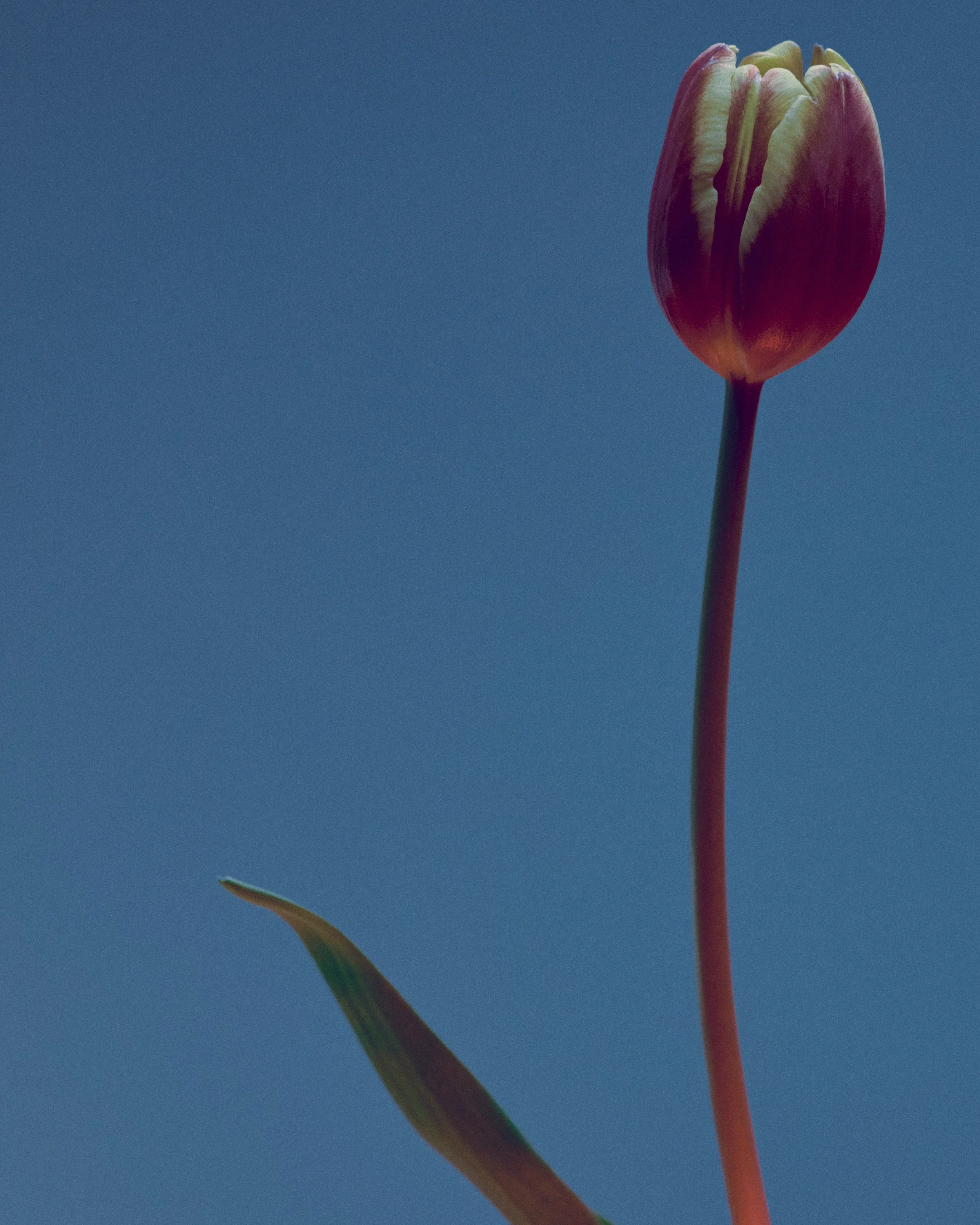 LBamford_Flowers_260511_ 205.jpg