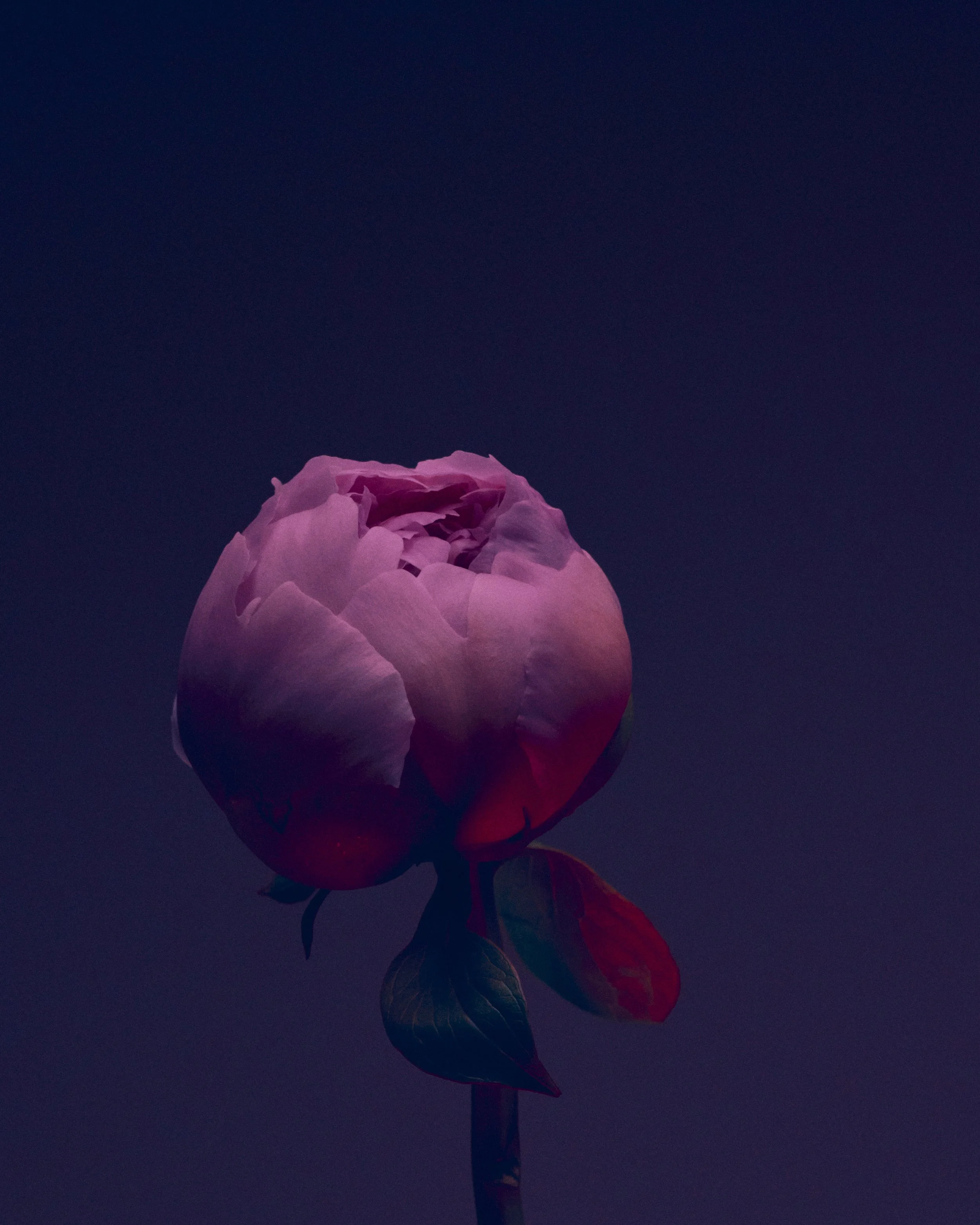LBamford_Flowers_260511_ 238.jpg