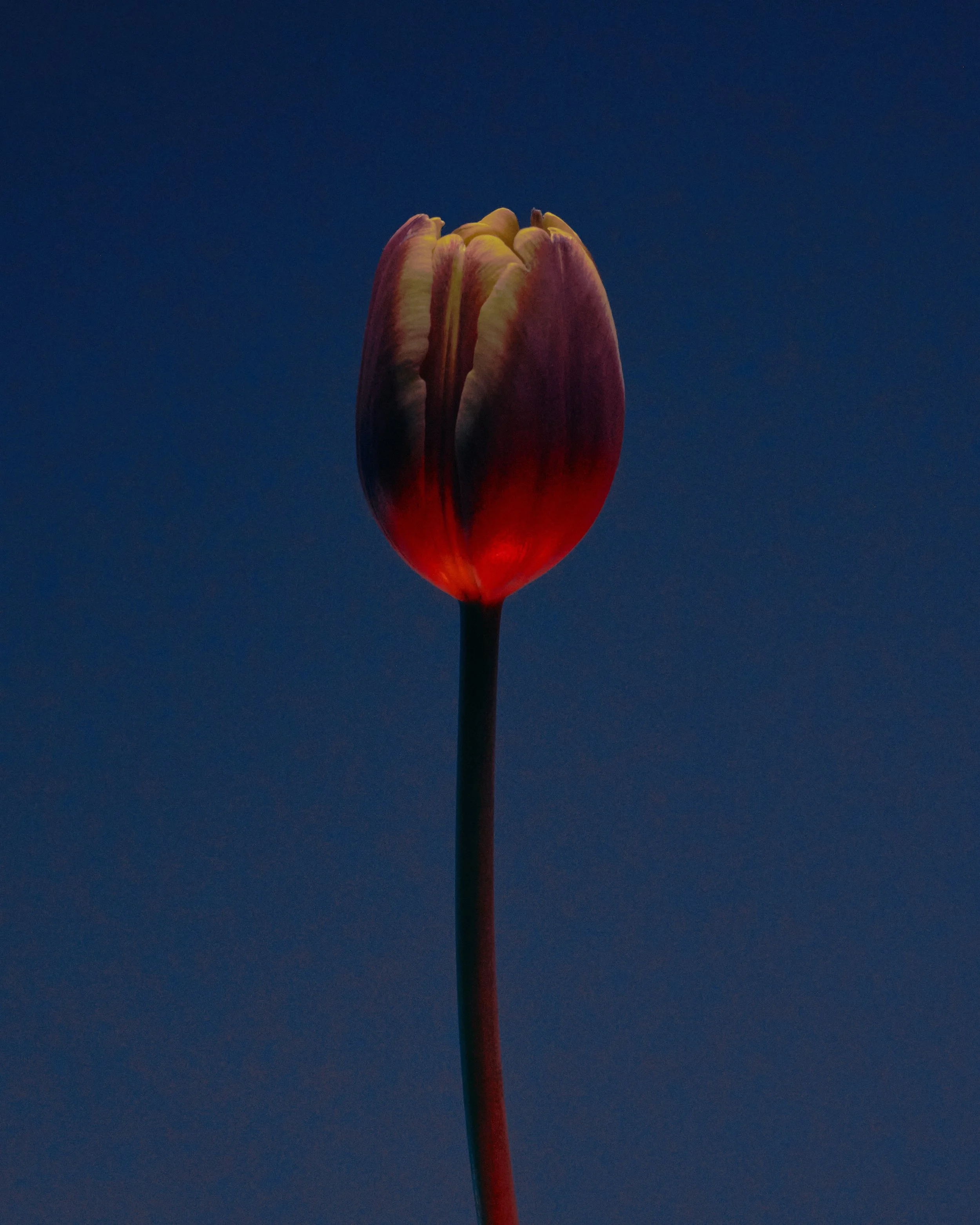 LBamford_Flowers_260511_ 216.jpg