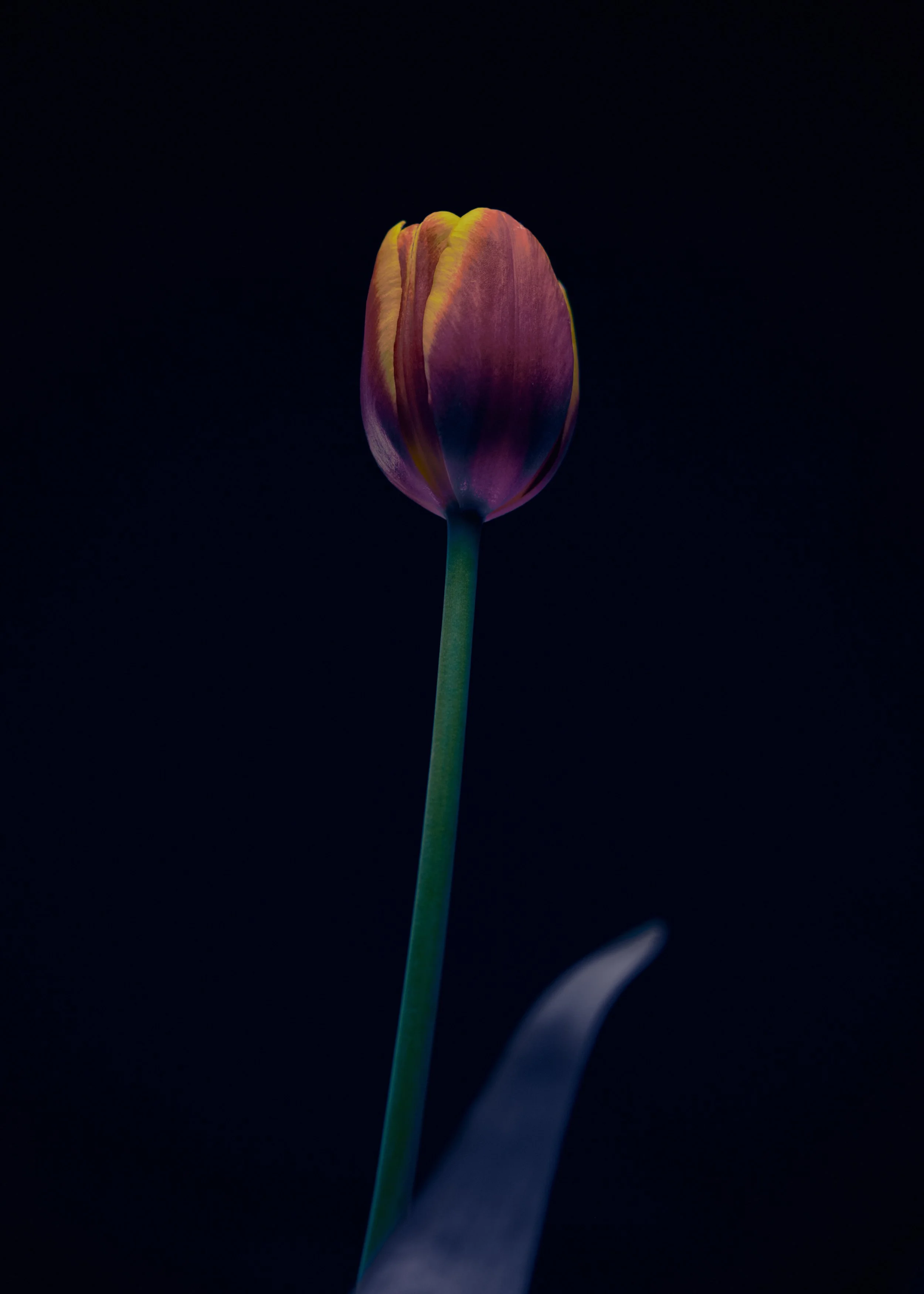 LBamford_Flowers_260511_ 105.jpg