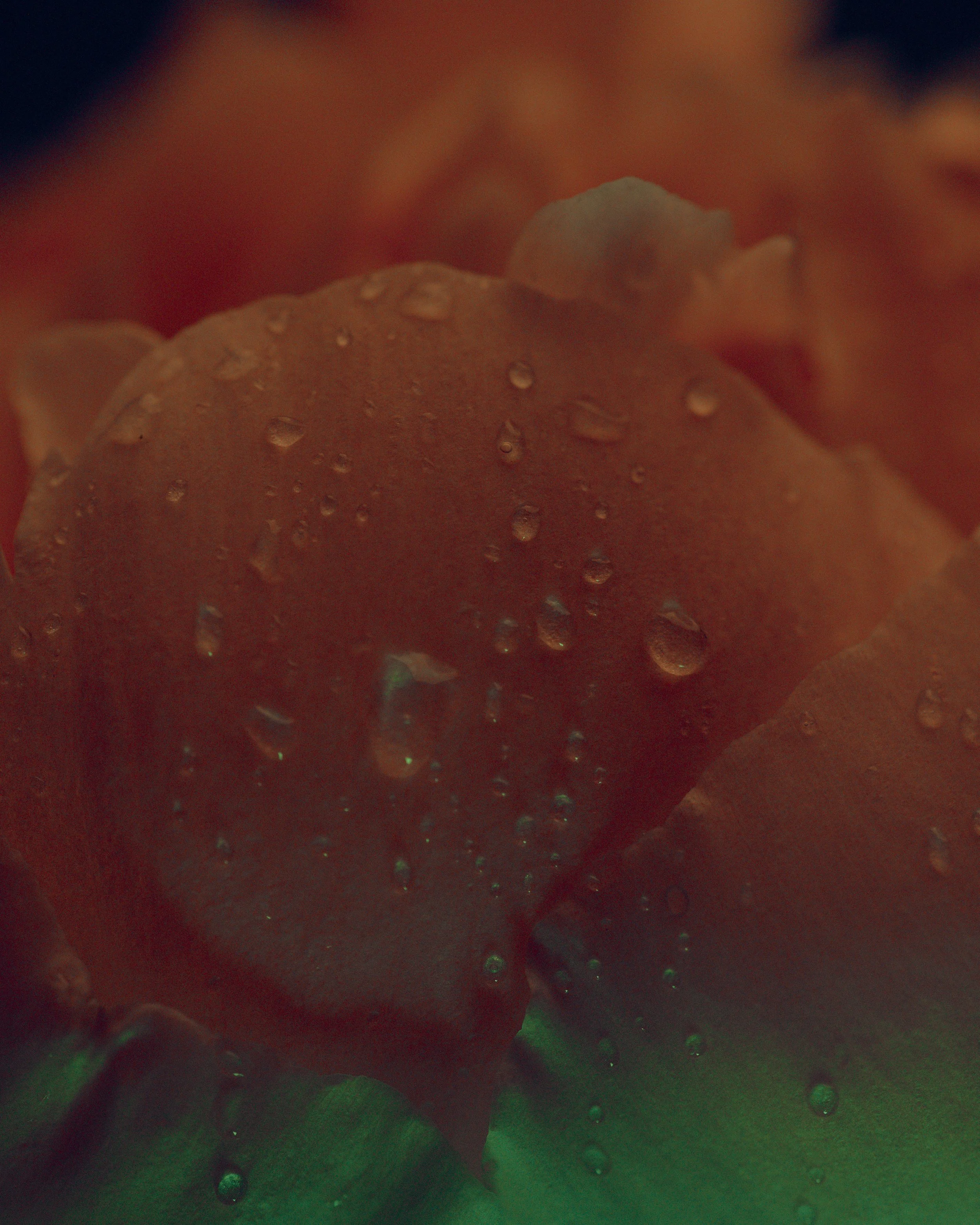 LBamford_Flowers_260511_ 345.jpg