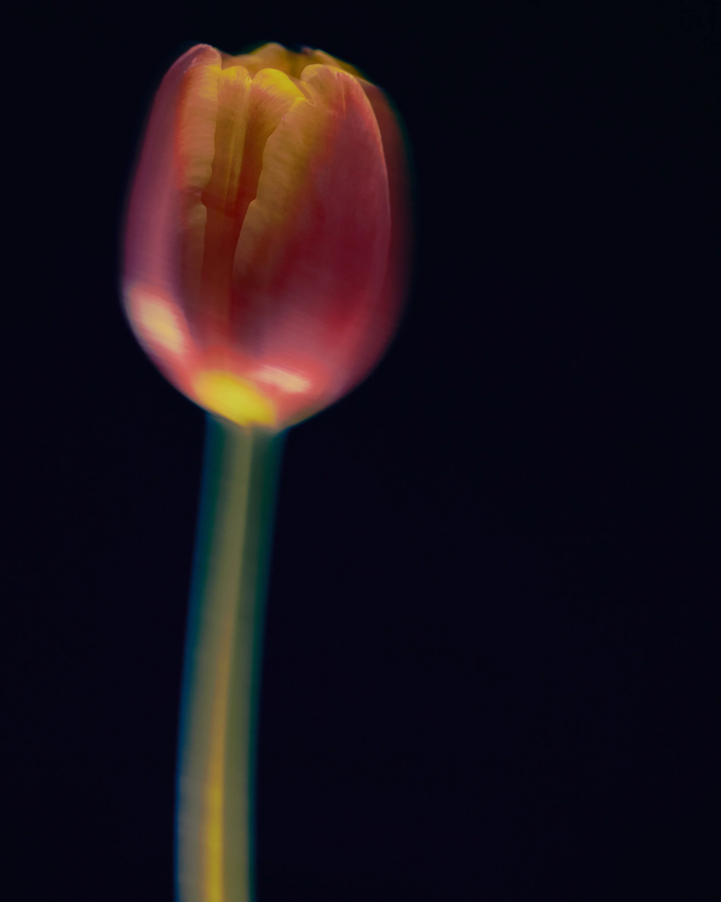 LBamford_Flowers_260511_ 186.jpg