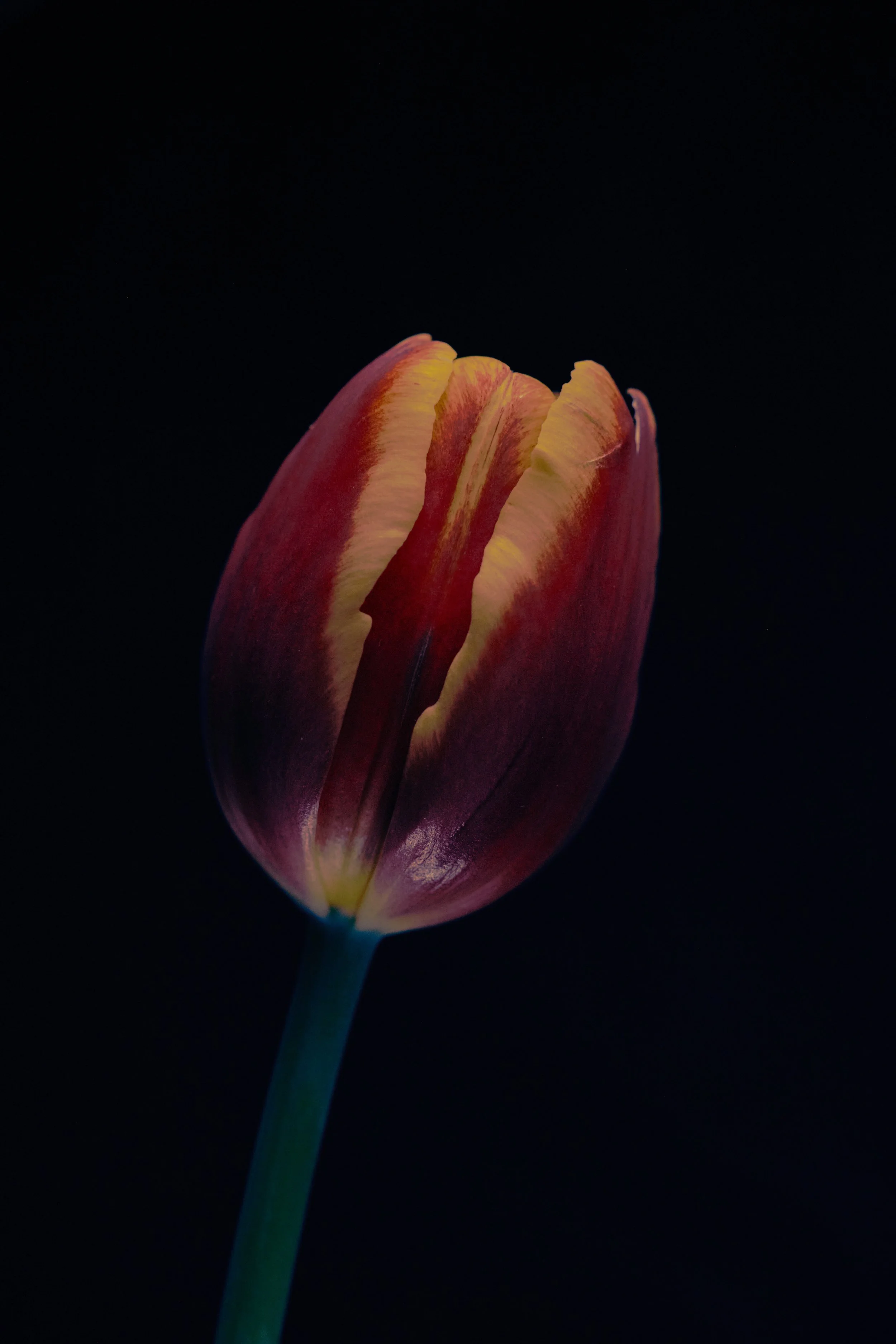 LBamford_Flowers_260511_ 267.jpg