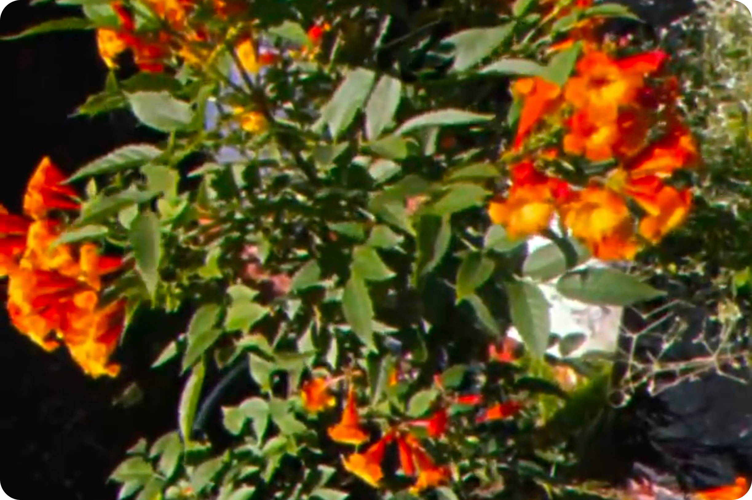 TULUM: Videography by Mia James