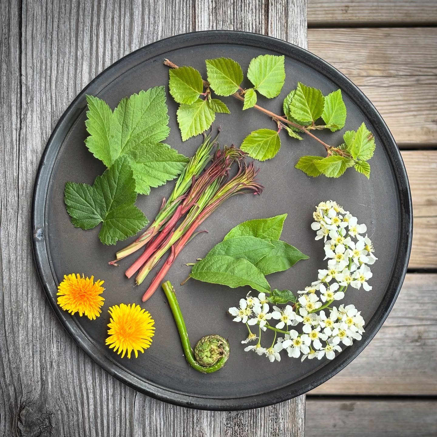 When the restaurant is closed, we spend most of our time foraging. Thanks to this early spring, nature has provided us with lots of wild produce in May.
Birch leaves, birdcherry blossom &amp; leaves, fiddleheads, dandelion, fireweed shoots &amp; blac