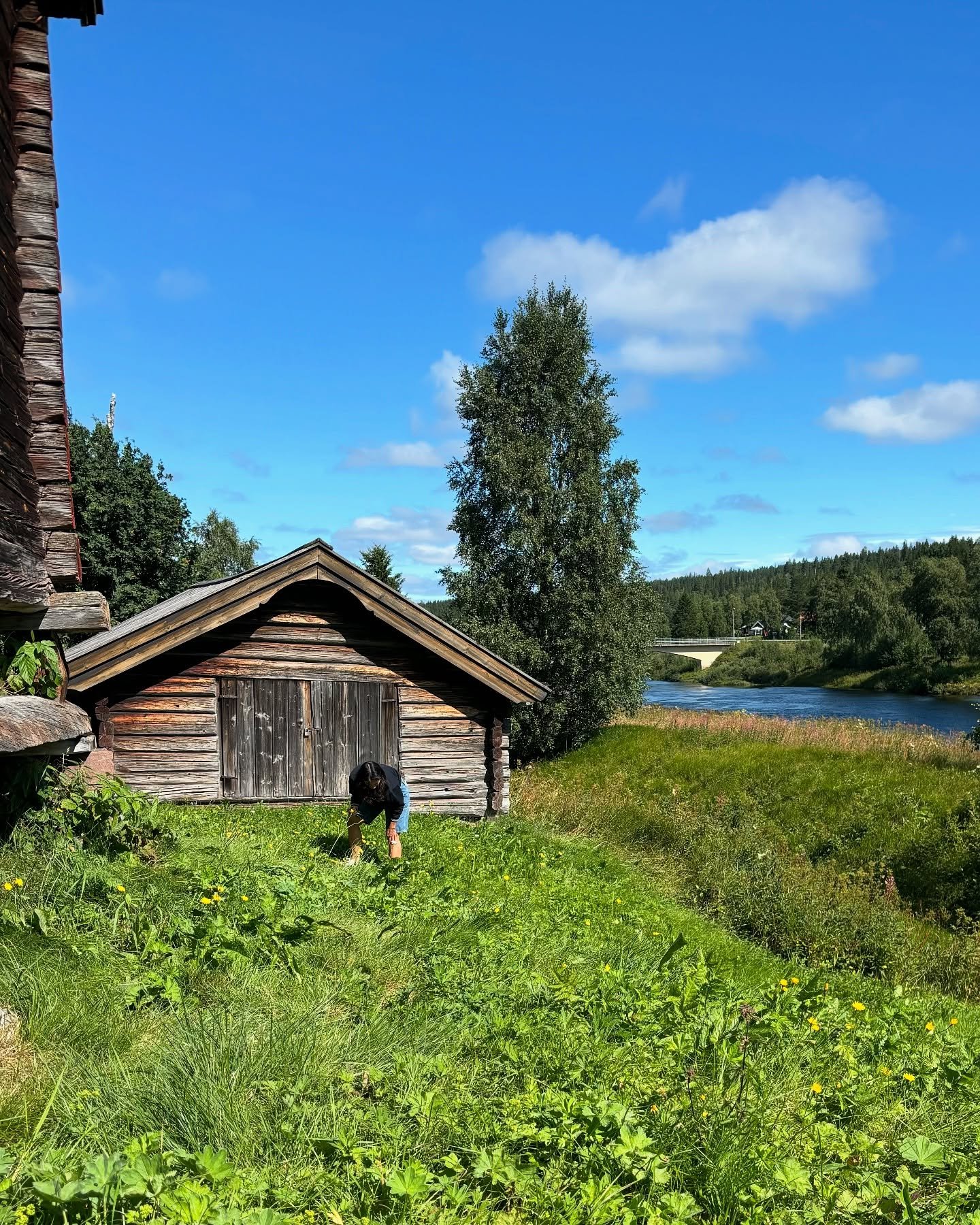Summer has arrived in Dalarna, bringing with it the busiest foraging season for the whole team. 
The restaurant is open a few days a week, &amp; on the other days, we have a tight schedule for picking all the produce we need. 
We pick wild herbs and 