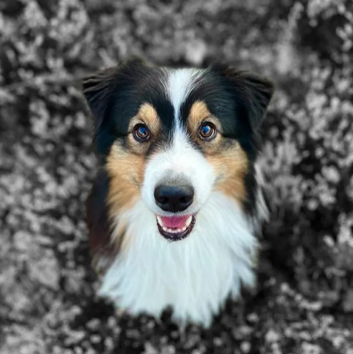 We are pleased to announce that we are now launching a trial period, during which one company per evening will be permitted to bring their dog when dining at Fr&ouml;.

You can find more information about how it will work and how to book on our websi