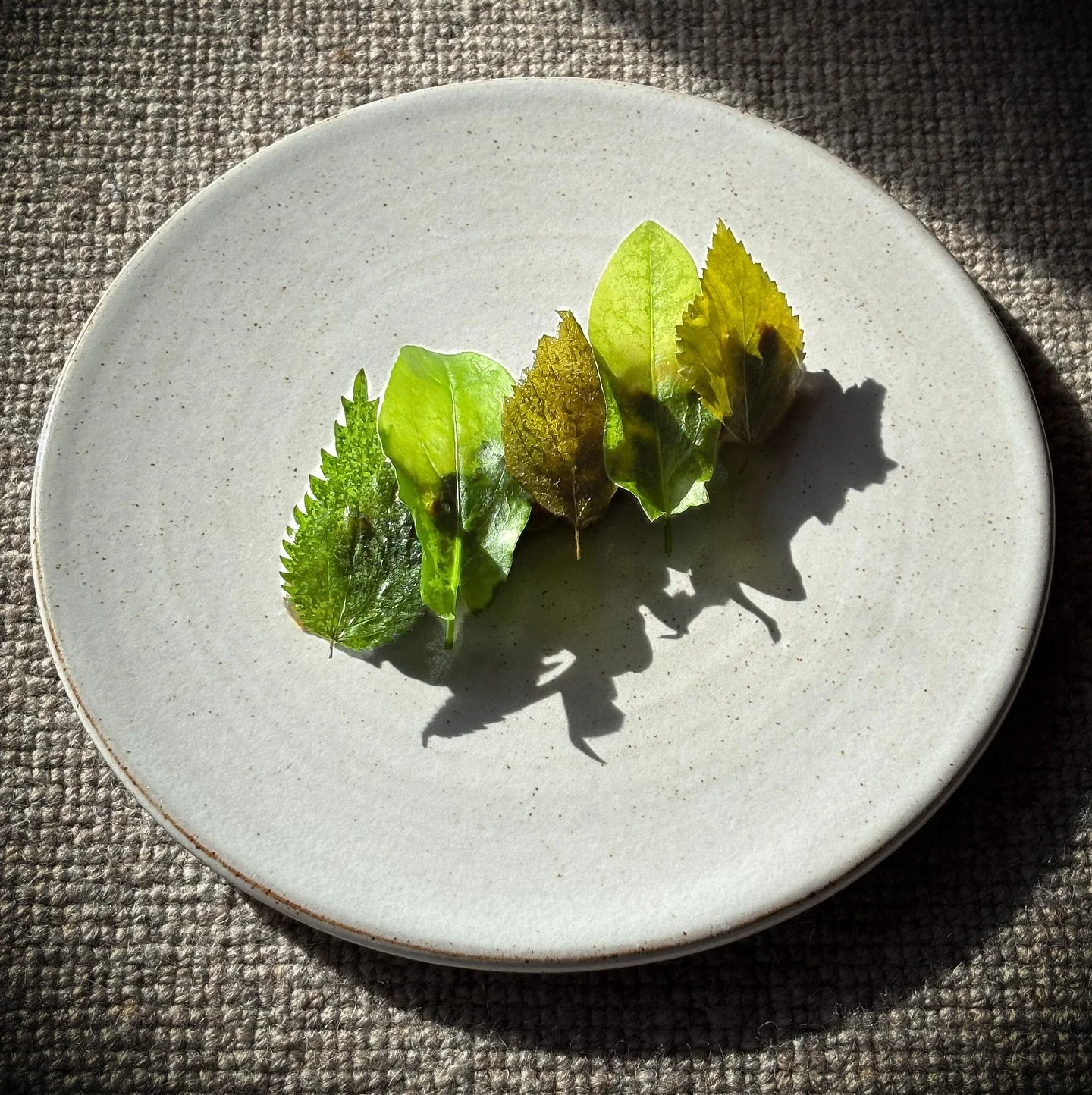 Our reindeer tartare with lovage, fermented &amp; unripe berries &amp; leaves from S&auml;len. 
.
.
.
#hundfj&auml;llet #s&auml;len #dalarna #visitdalarna #360eatguide #whiteguide #tasteofdalarna #jillierenochvilt