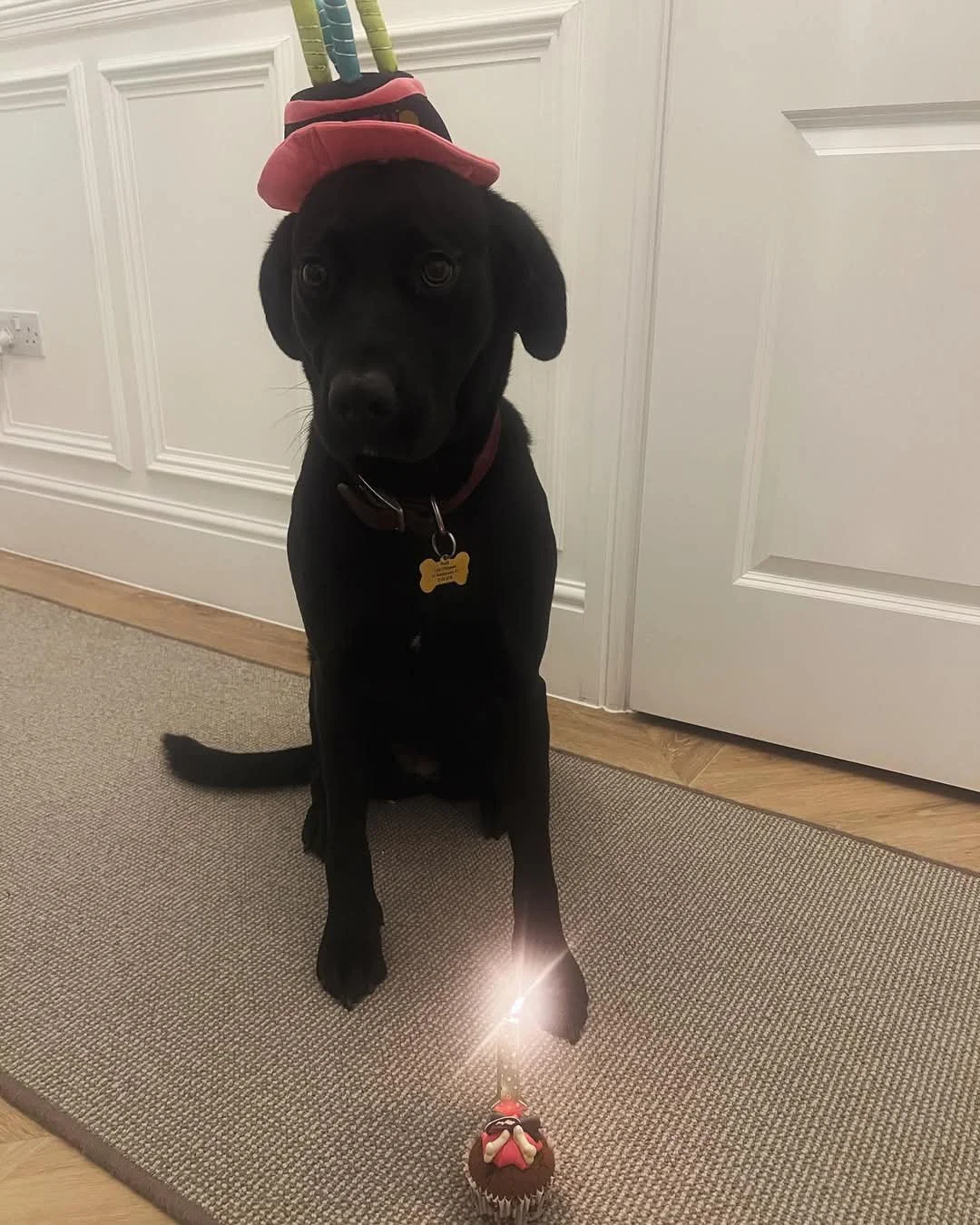 Black dog wearing a birthday hat sitting in front of a small cake with a lit candle.