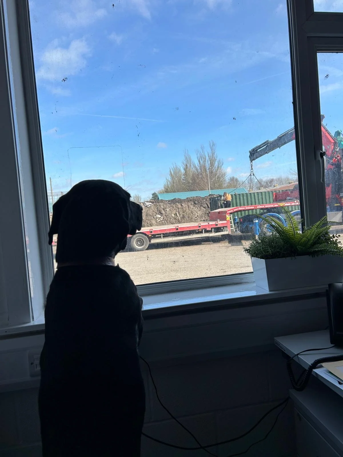 office mascot supervising the big move.jpg