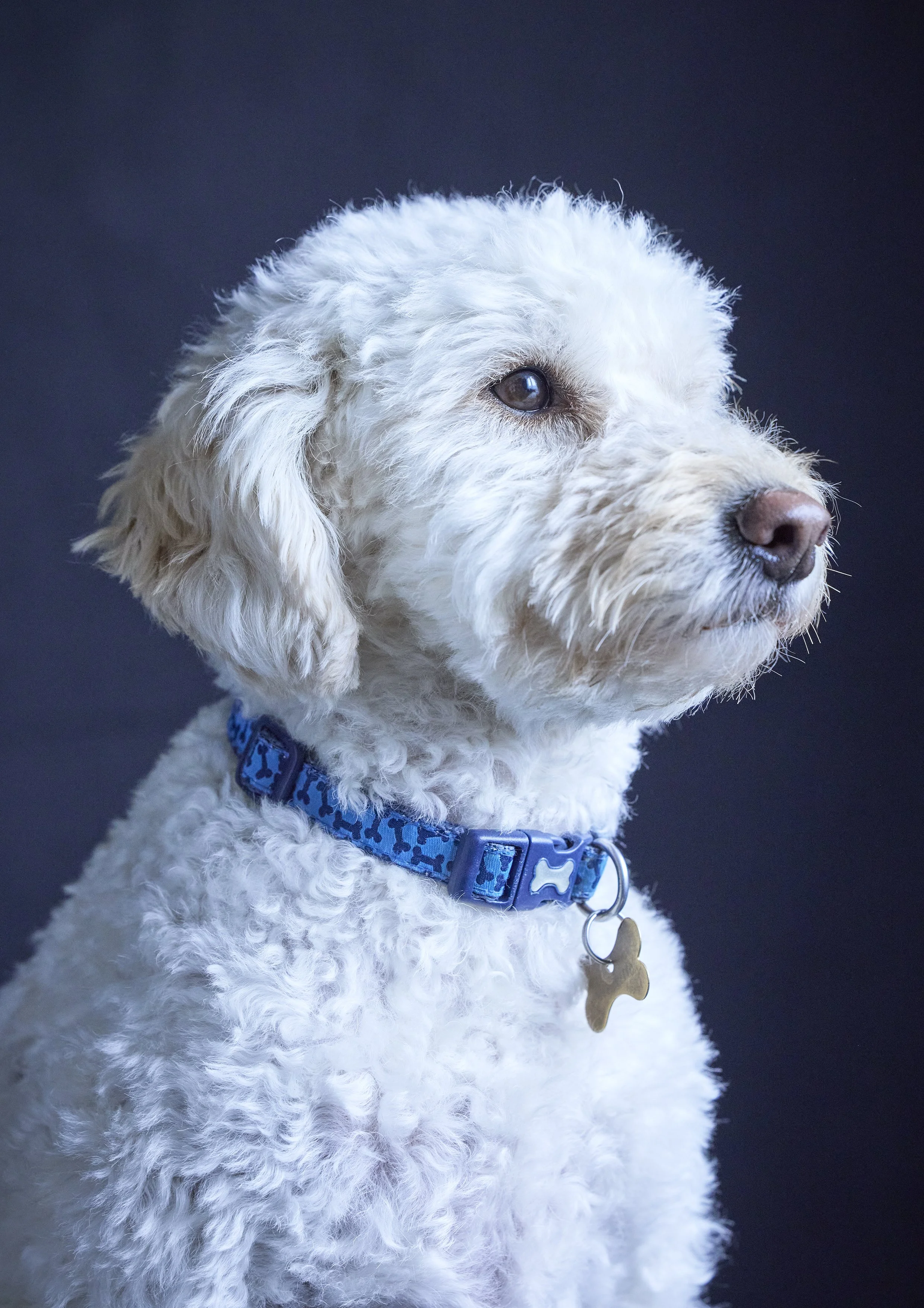 Toby