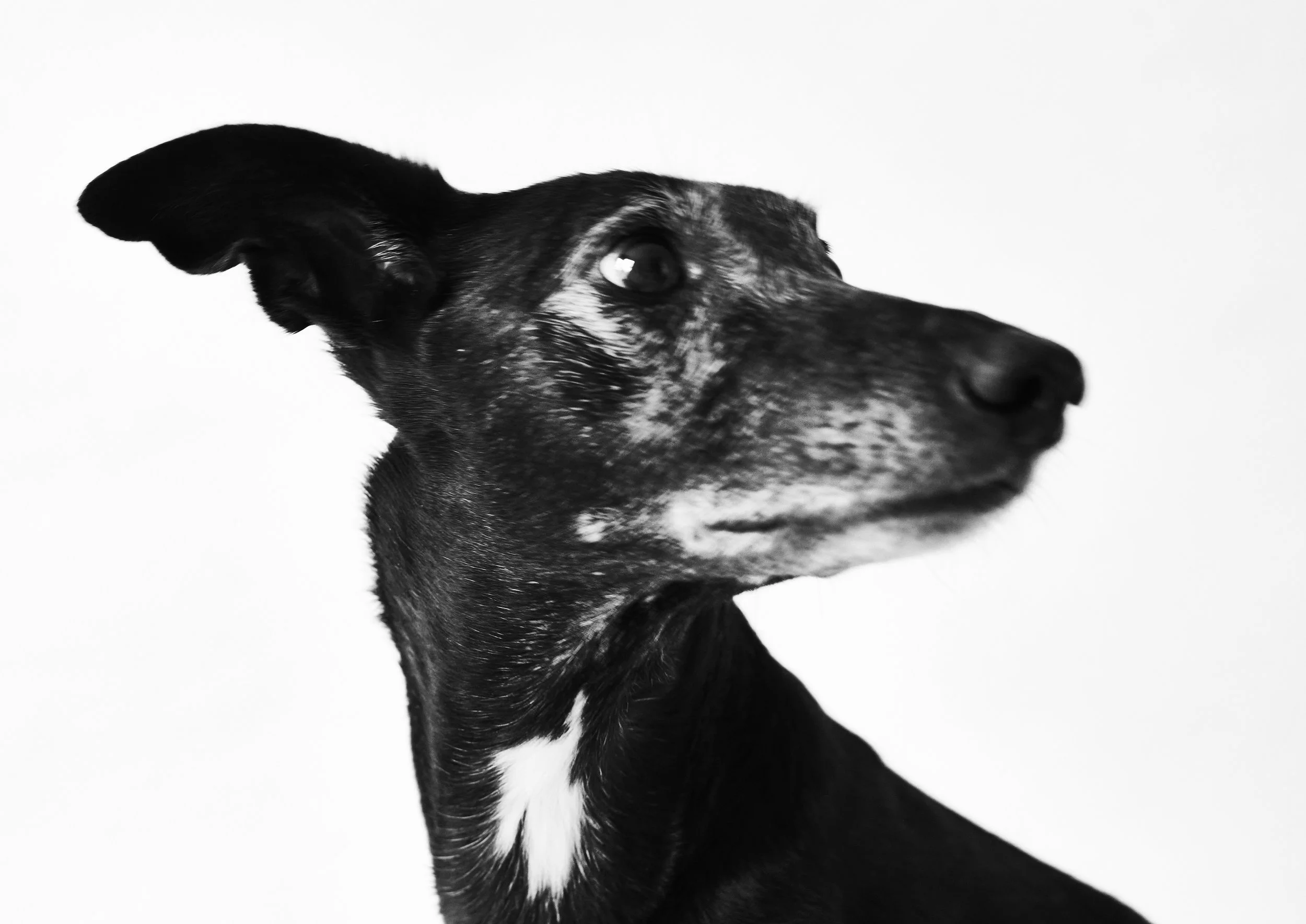 Ryder