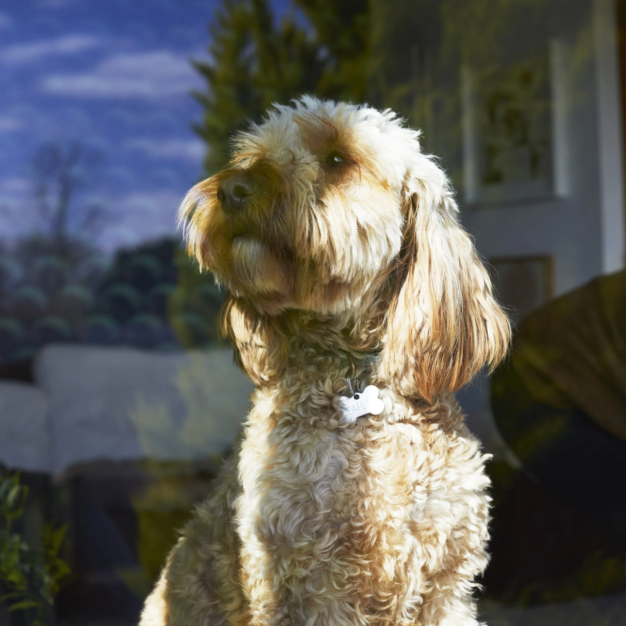 Buddy