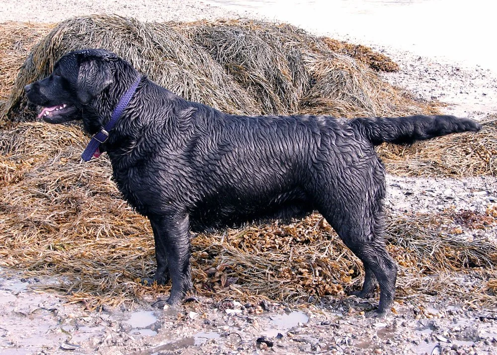 Rizabeach07 copy.jpg