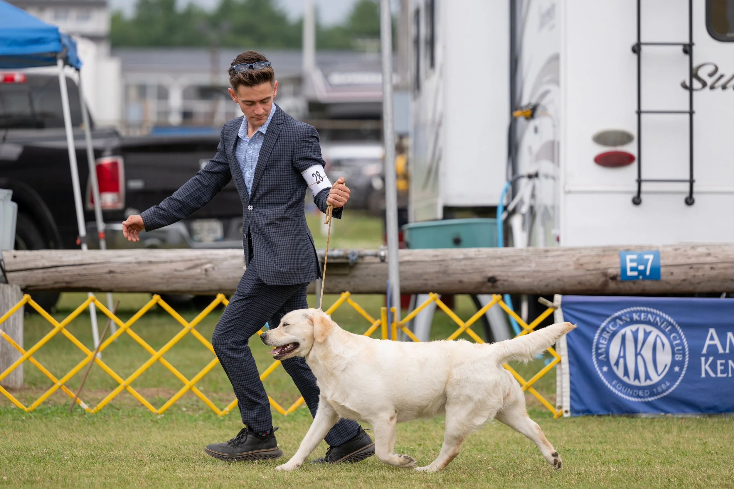 A man in a checkered suit walking a yellow Labrador retriever on a leash at a dog show. The man has a number 28 armband and is moving on a grass field with a backdrop of vehicles and event banners.