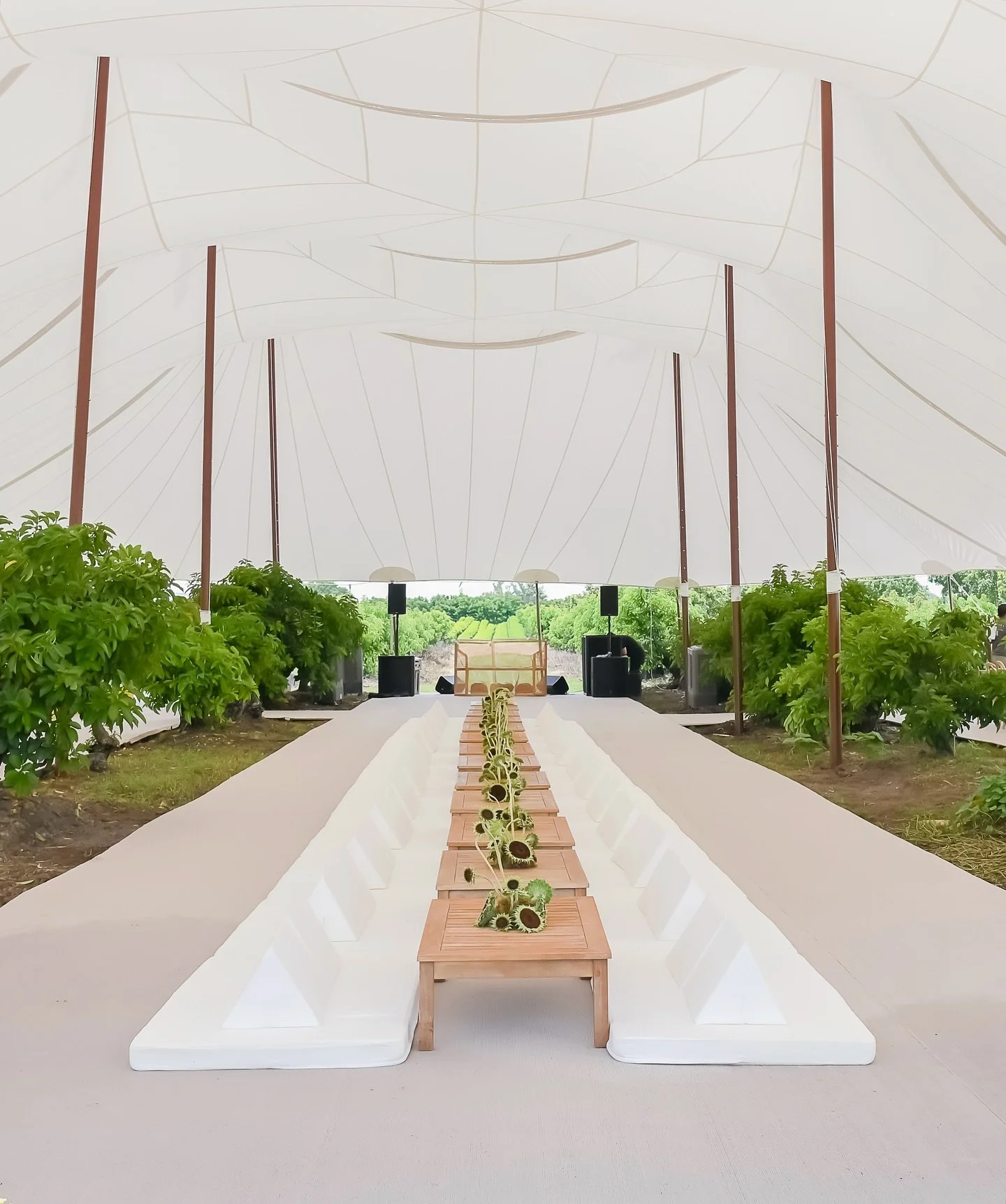 A tent set over baby avocado groves