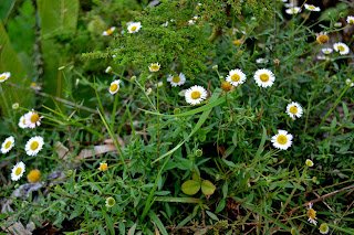 DSC_0194.JPG