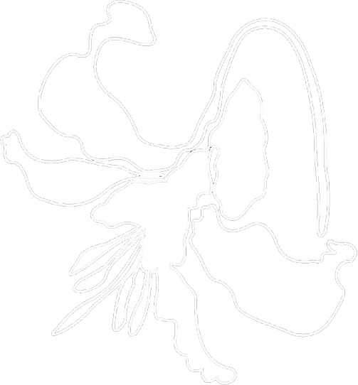 Dessin d'une fuchsia, fleurs reflétant la valeur de la curiosité des lignes blanches sur fond noir.