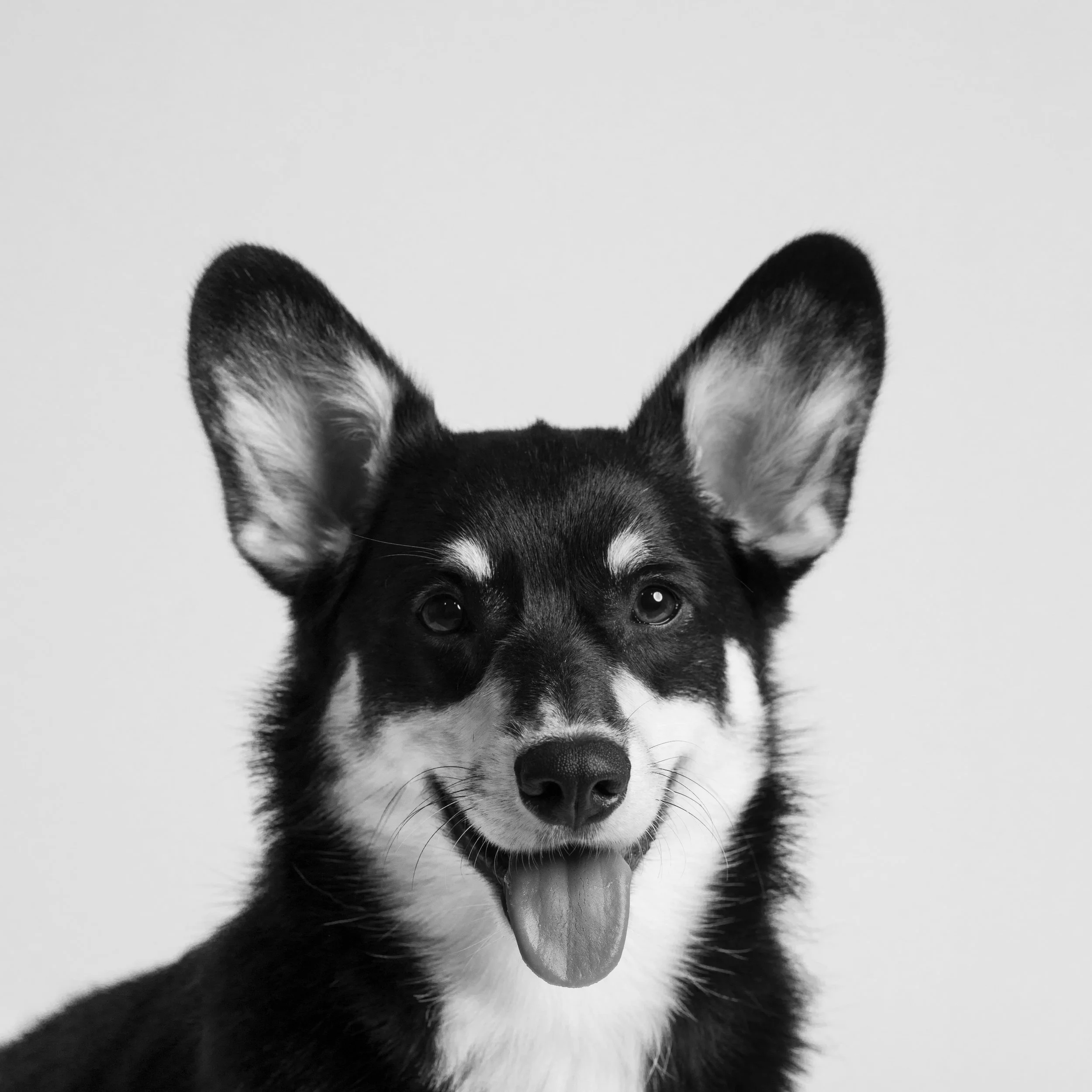 Black and white photo of a happy dog, likely a Border Collie or similar breed, with large ears and tongue out, against a plain background.