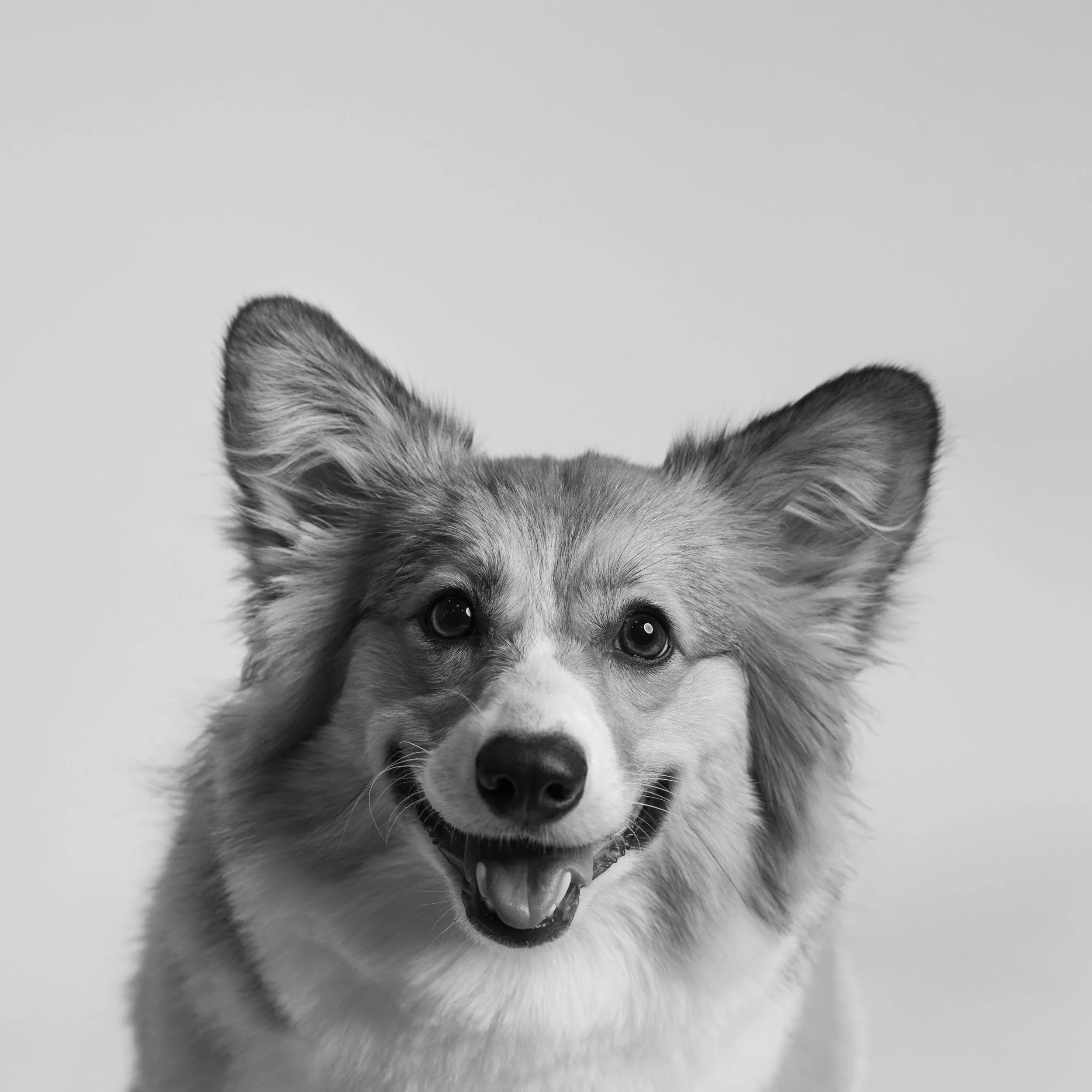 Black and white photo of a dog with fluffy fur, pointed ears, and a happy expression.