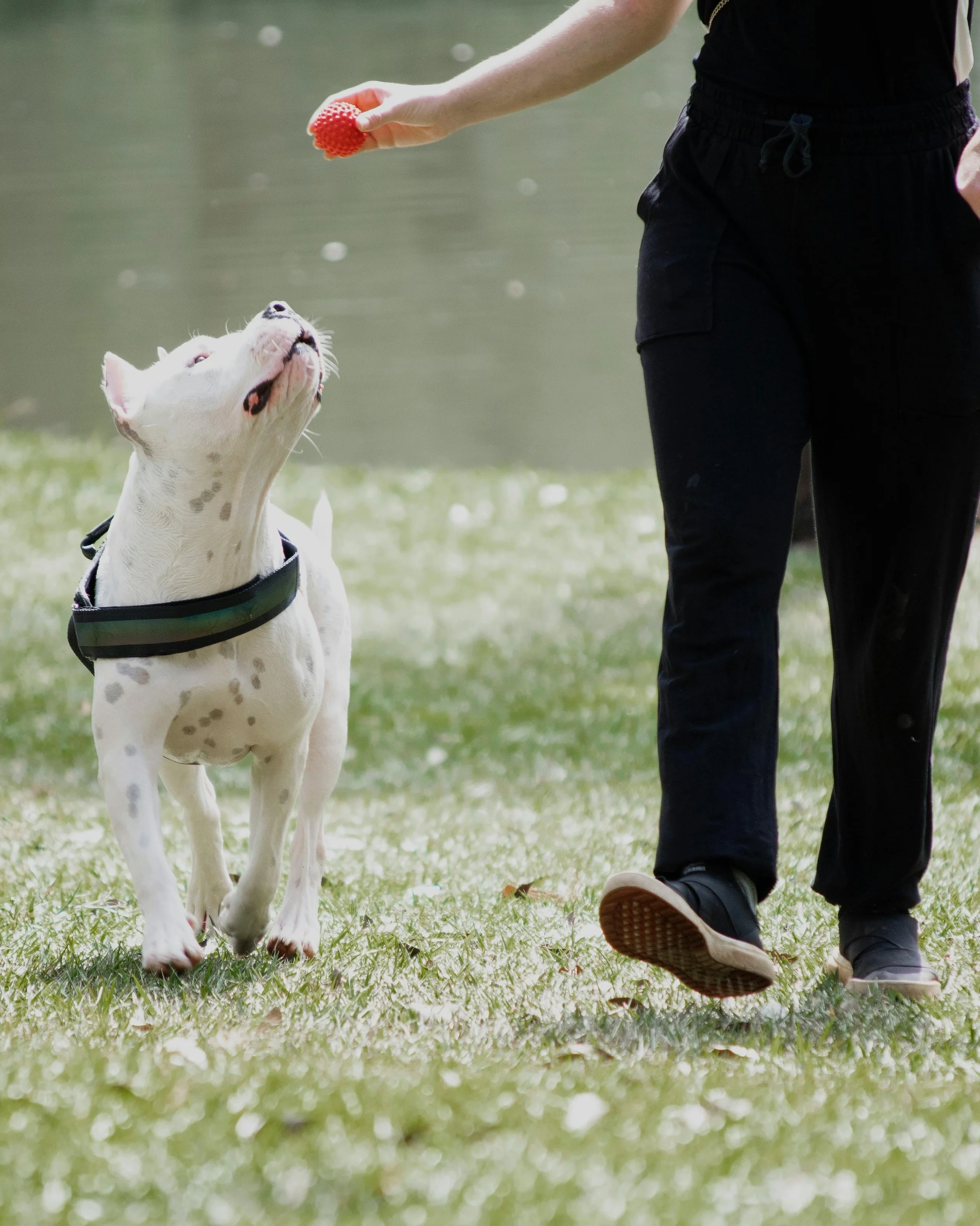 Person training a white dog with black spots to fetch a red rubber ball near a pond.