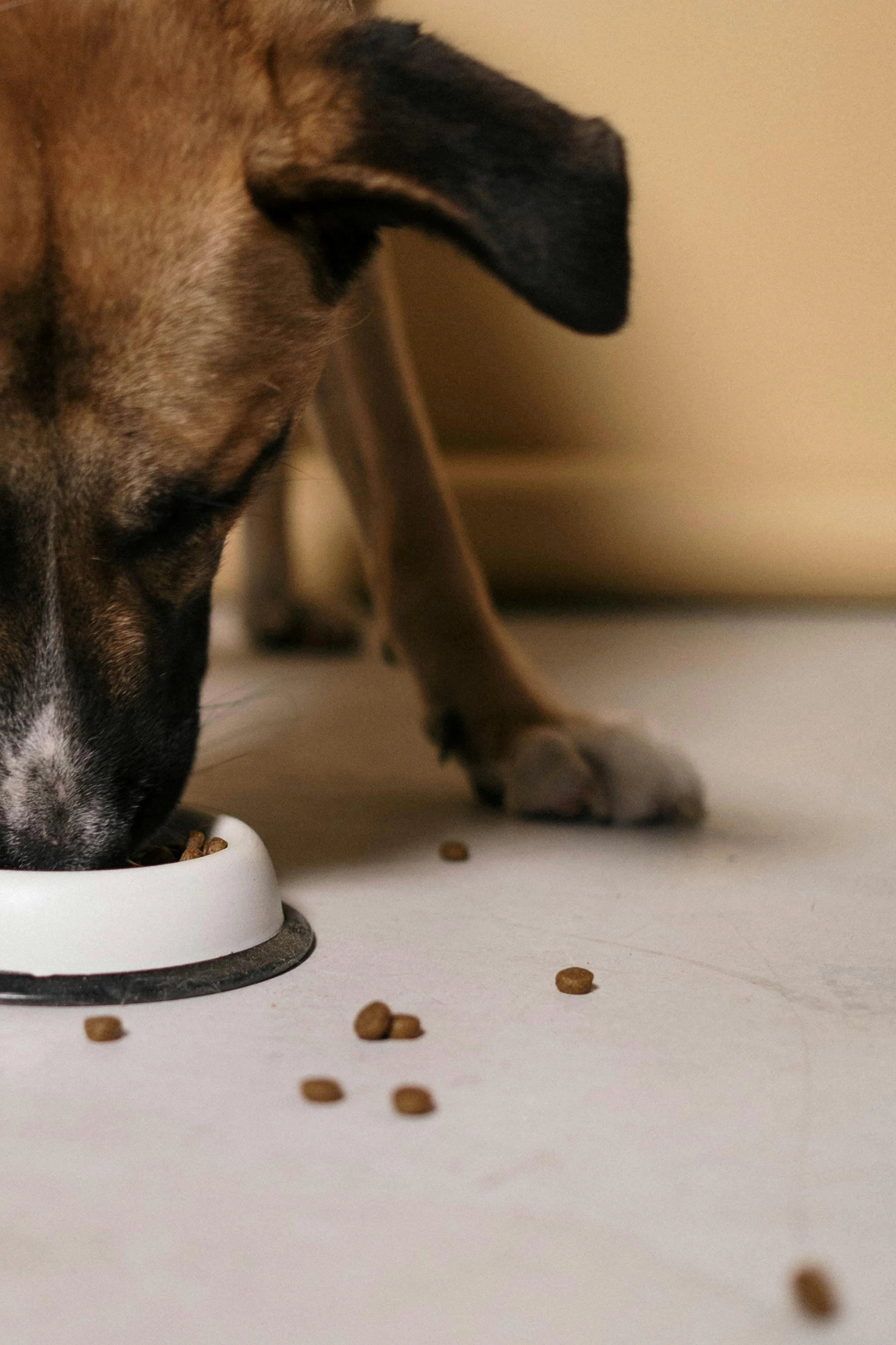 A dog eating from a white bowl on the floor with scattered dry dog food around the bowl.