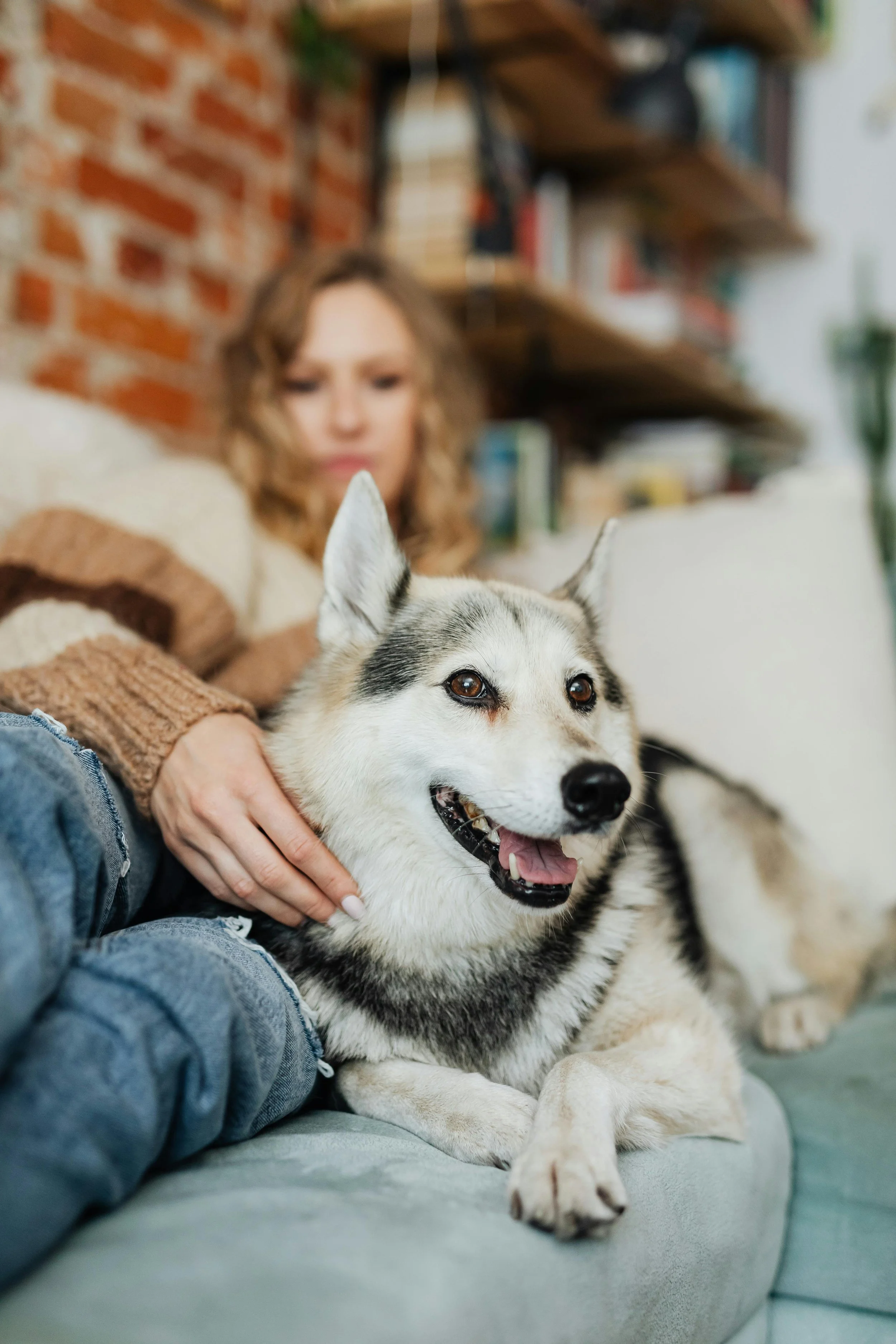 A woman sitting on a sofa with a Siberian Husky dog in front of her, in a cozy living room with a brick wall and bookshelves in the background.