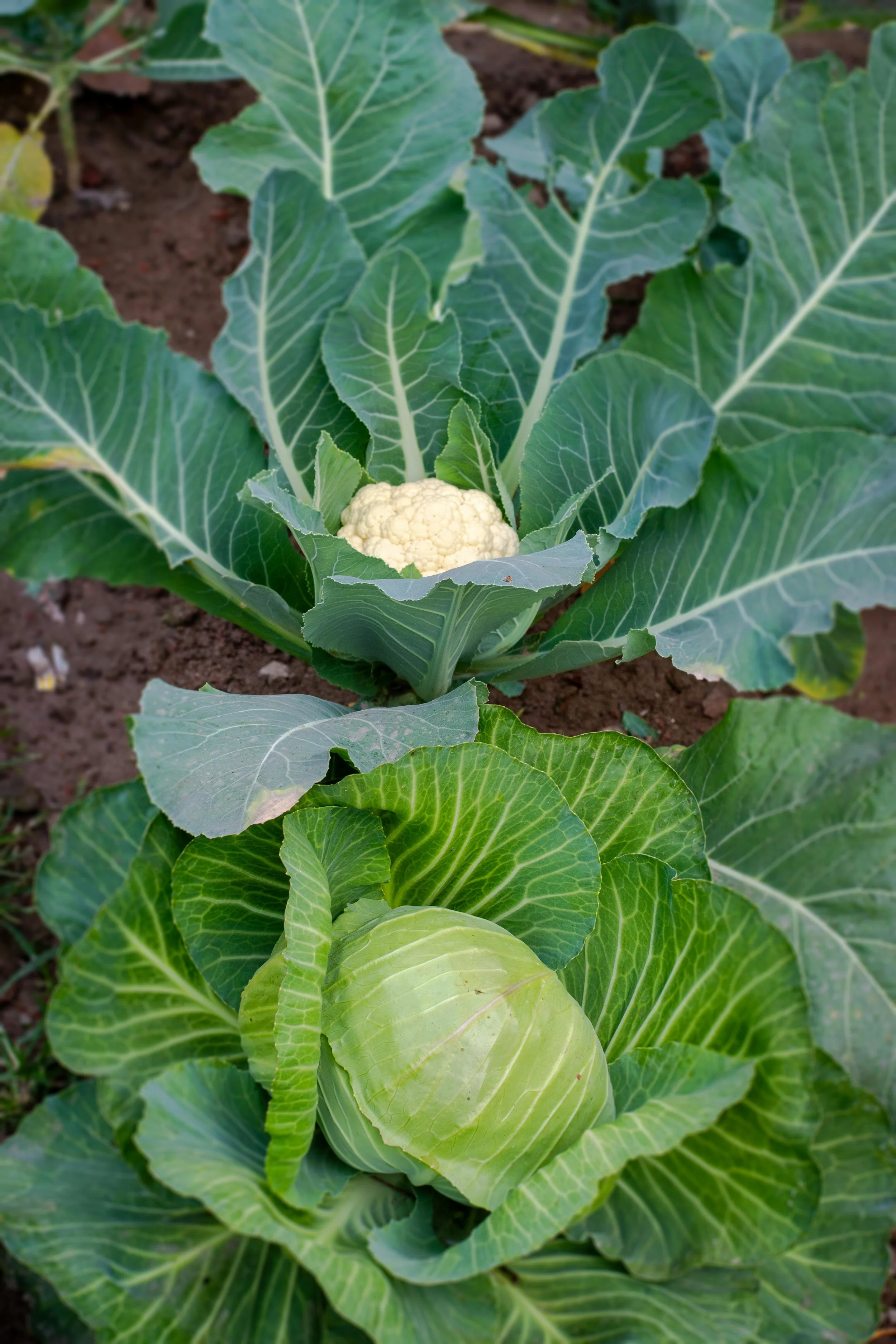 cauliflower-garden-2.jpg