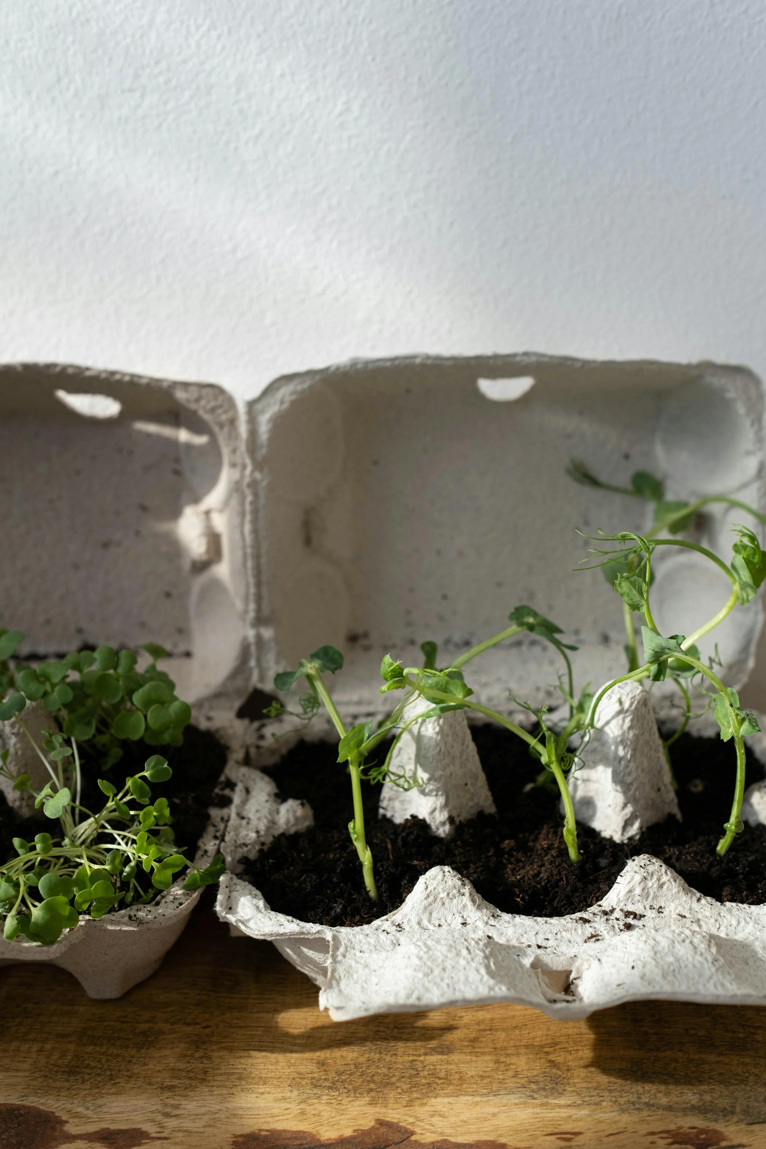 seedling-growing-seeds-in-carton