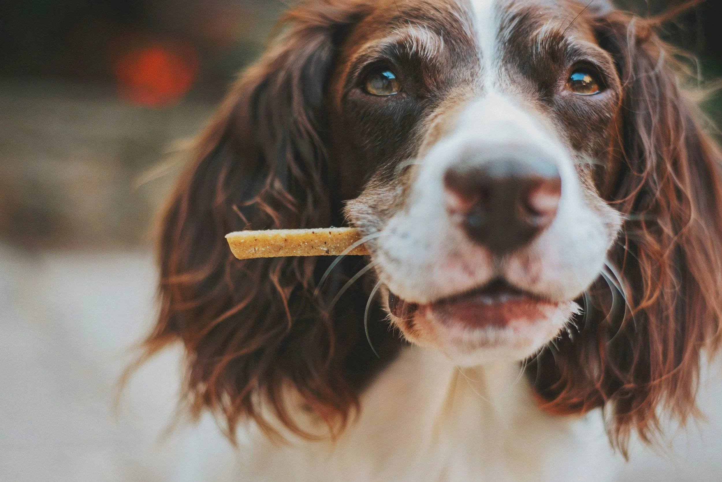 Close-up of a brown and white dog with a biscuit in its mouth, looking directly at the camera.