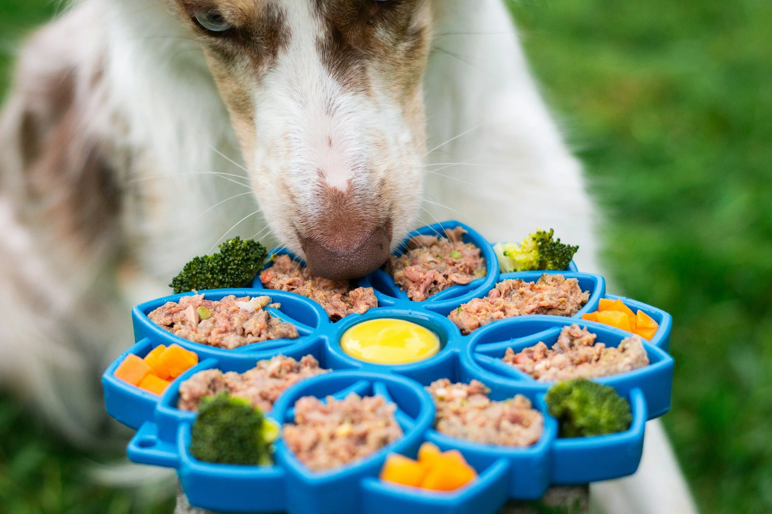 Dog eating from a blue, divided food container filled with meat, vegetables, and a yellow center, outdoors on green grass.