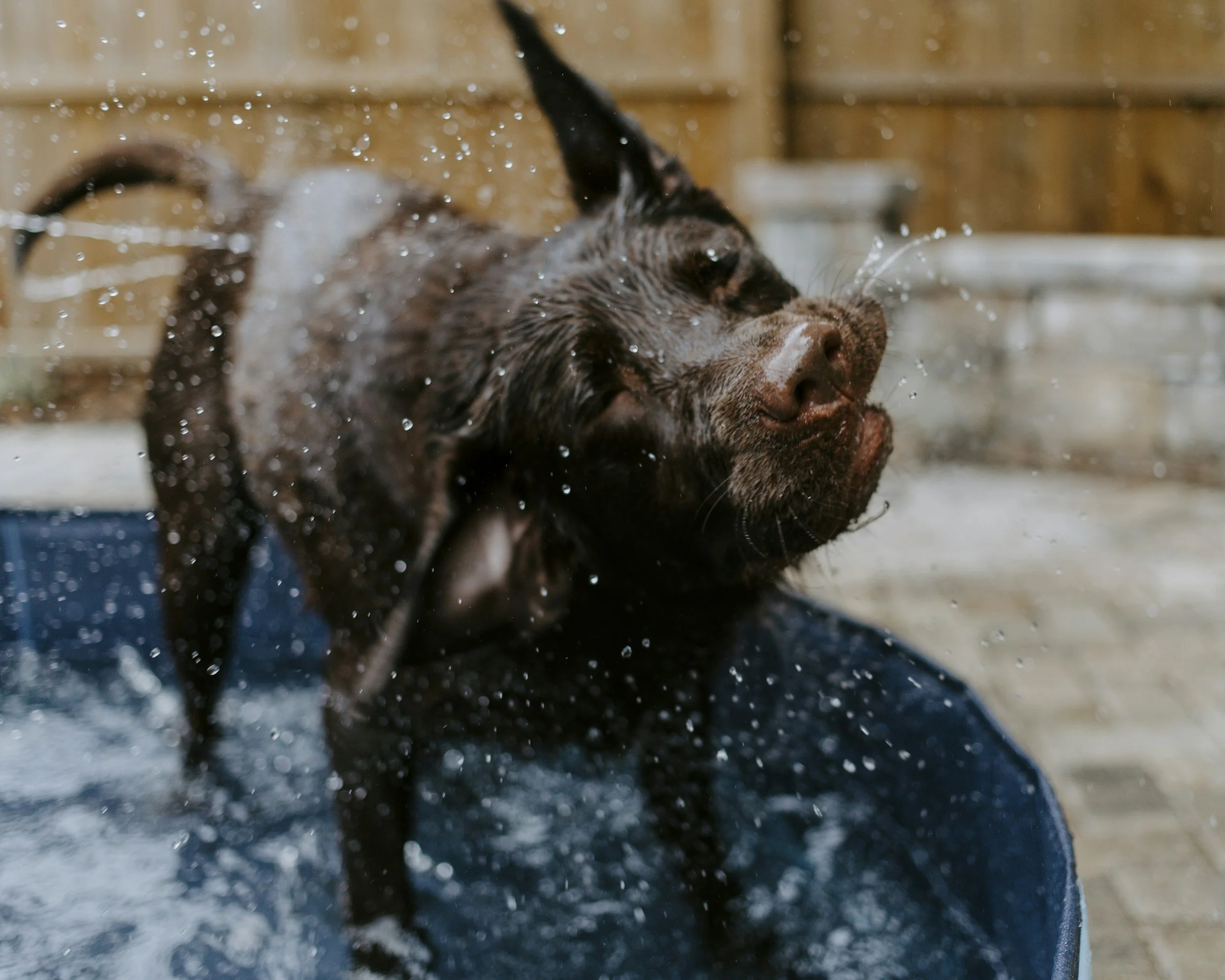 A wet dog, a Labrador Retriever, shaking off water in a blue plastic tub outdoors with a wooden fence in the background.