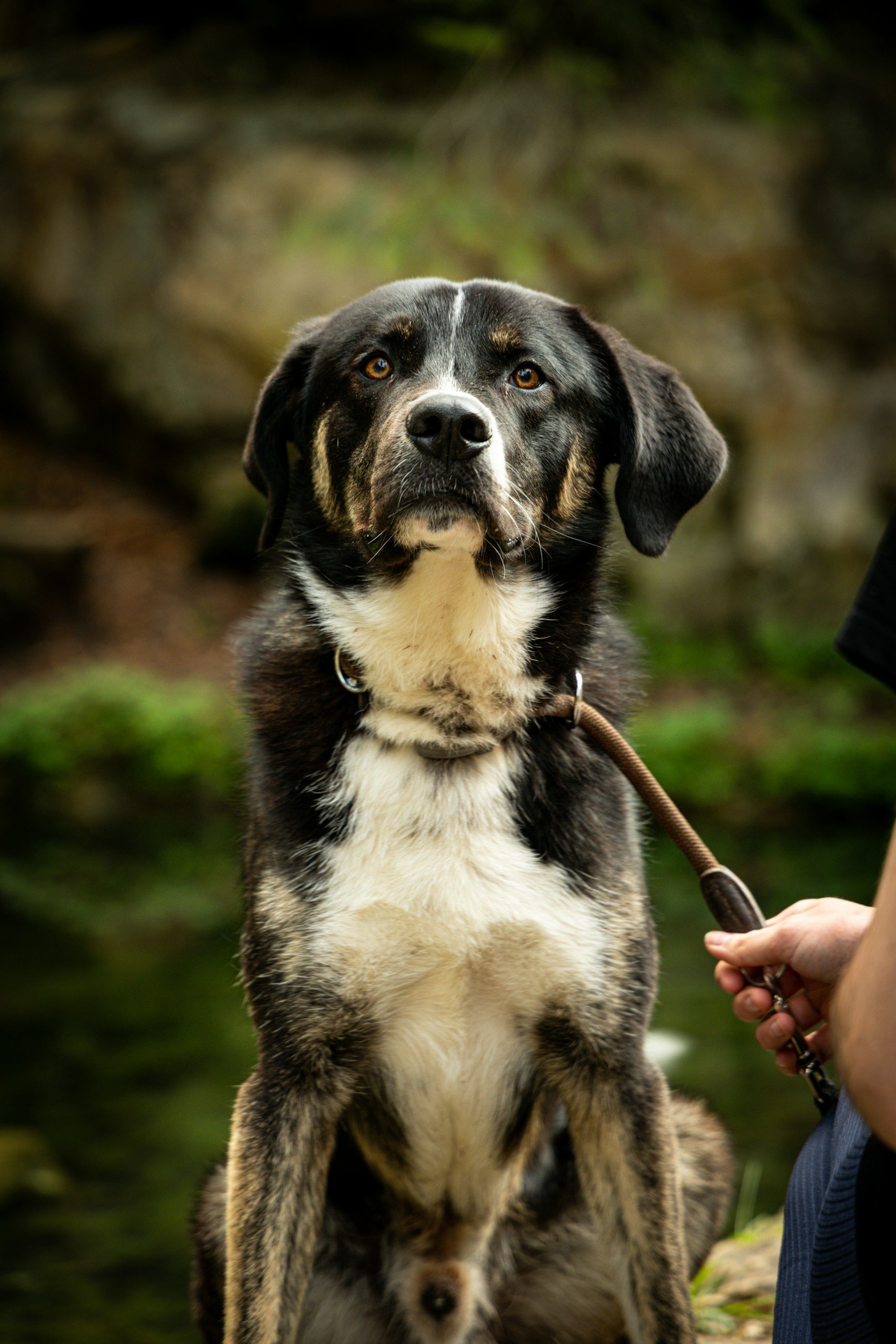 dog-training-dog-behavior-help