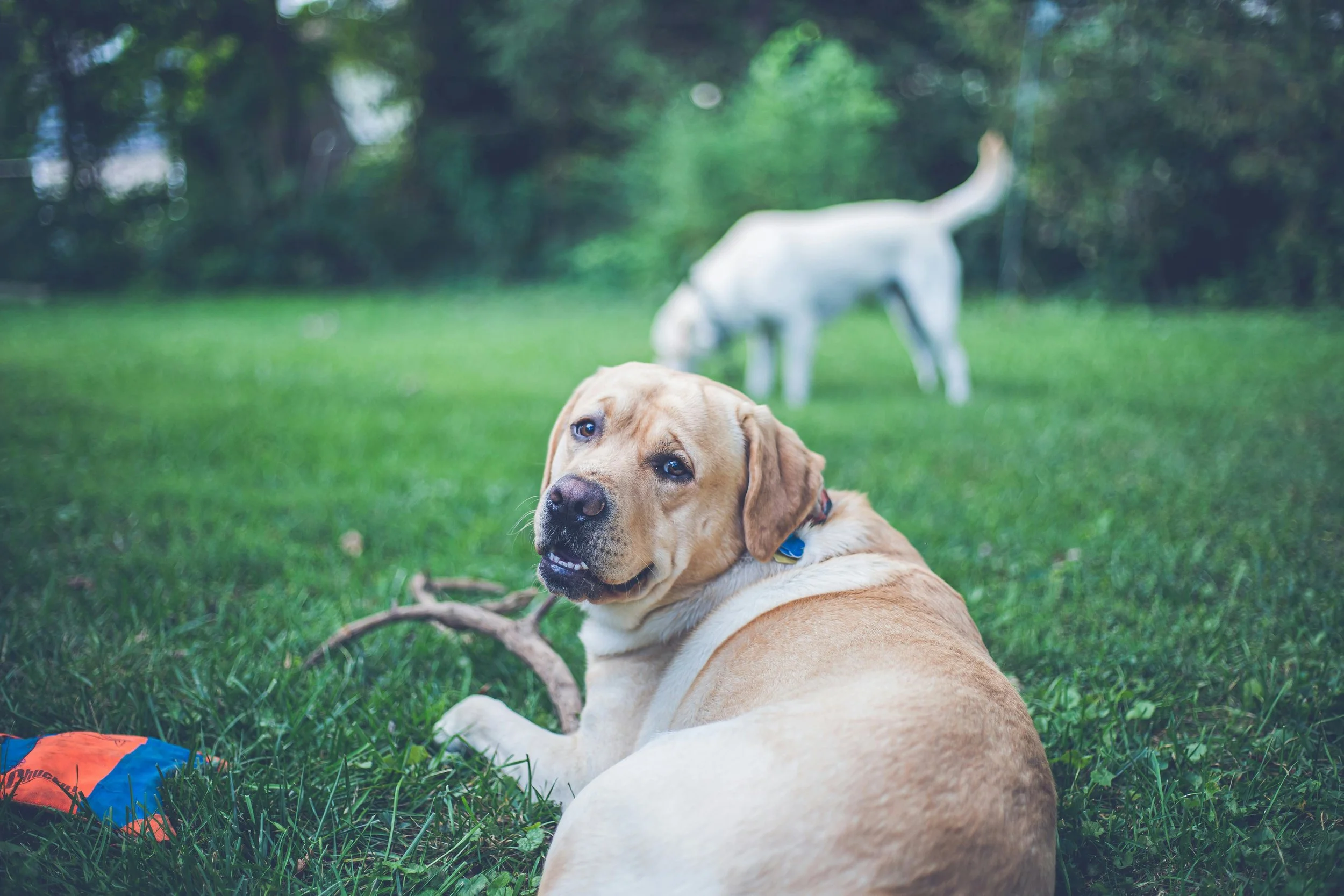 Why Training Alone Doesn’t Fix Dog Behavior (And What Actually Helps)
