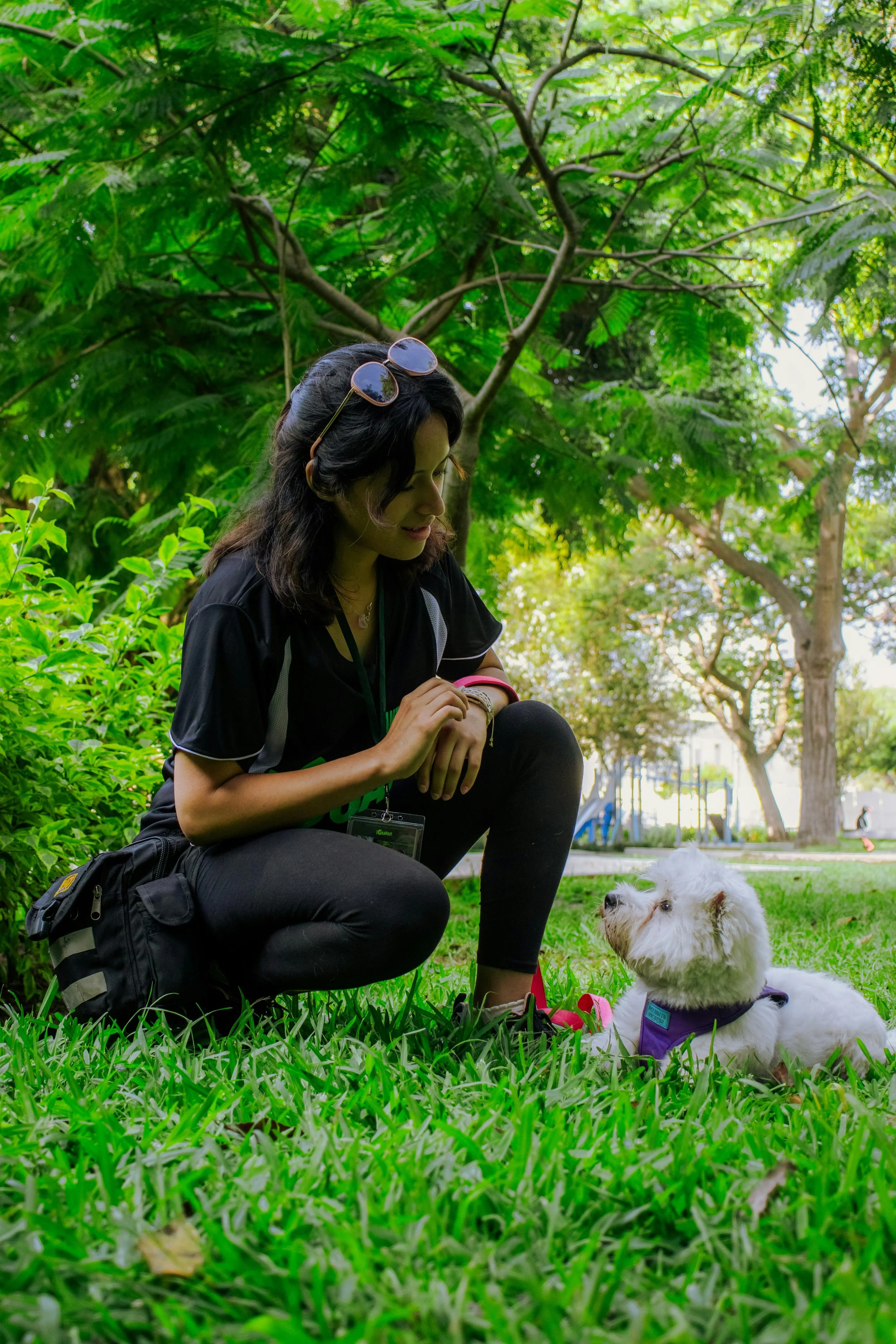 dog-training-dog-behavior
