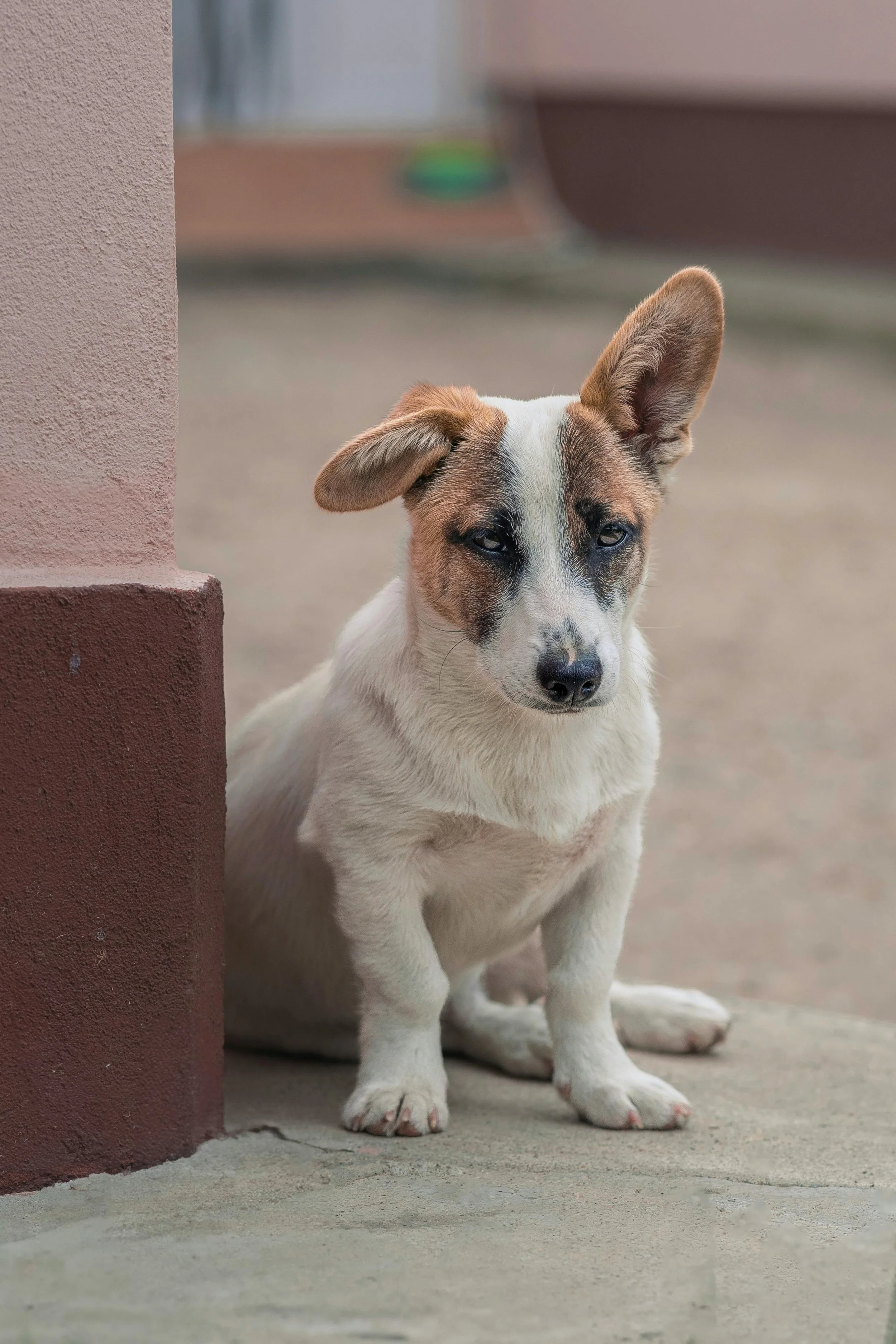 Why Dogs Listen Someitmes But Ignore You Other Times