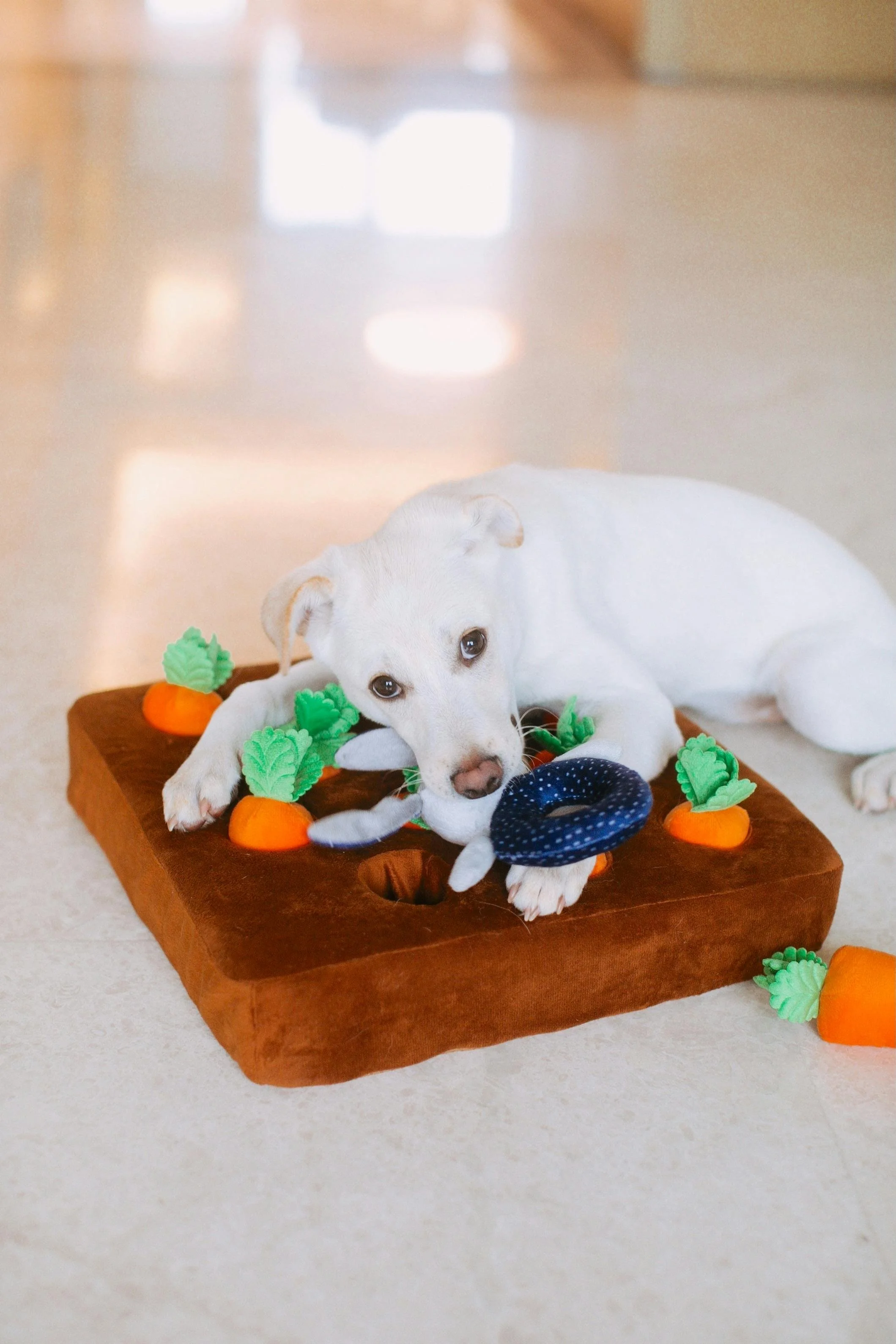 Mental Stimulation Vs Exercise: What Dogs Really Need 