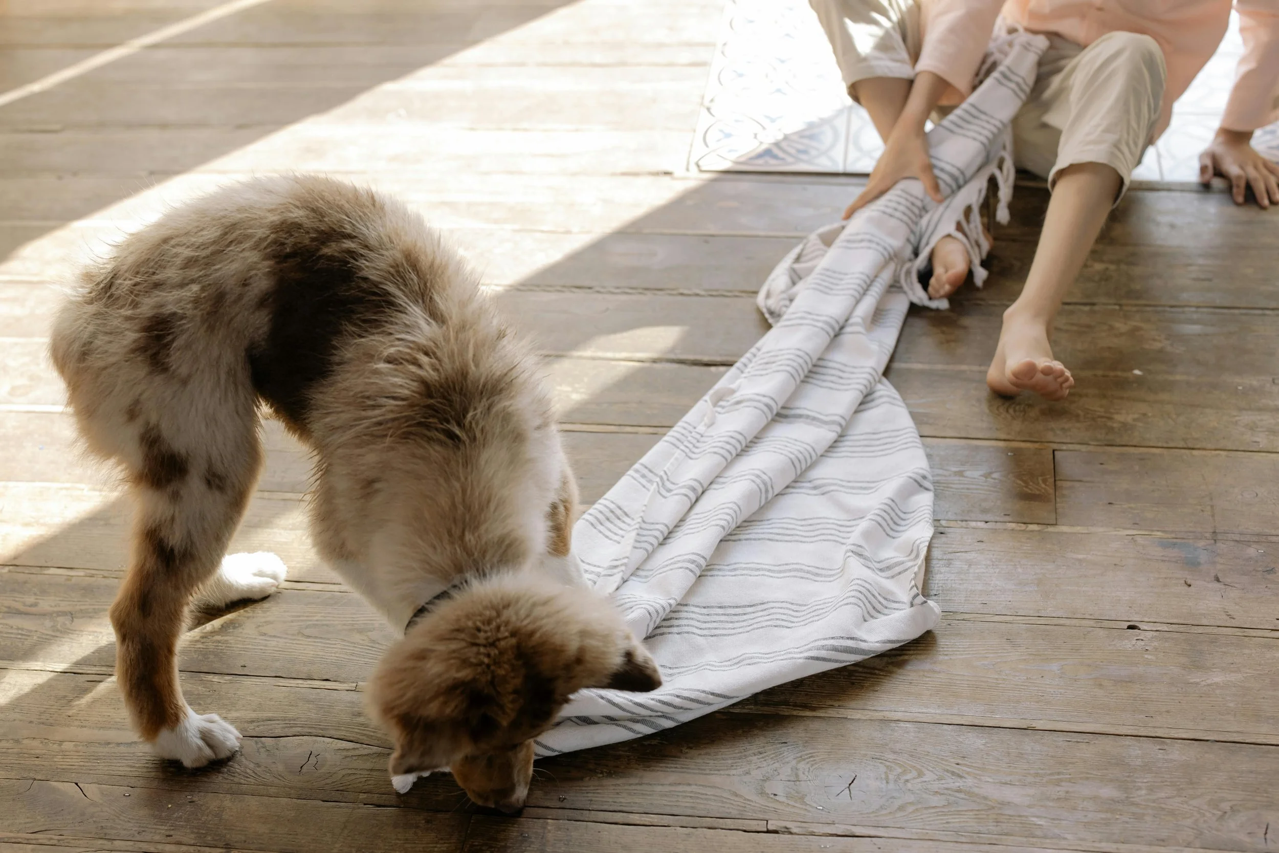 Mental Stimulation Vs Exercise: What Dogs Really Need