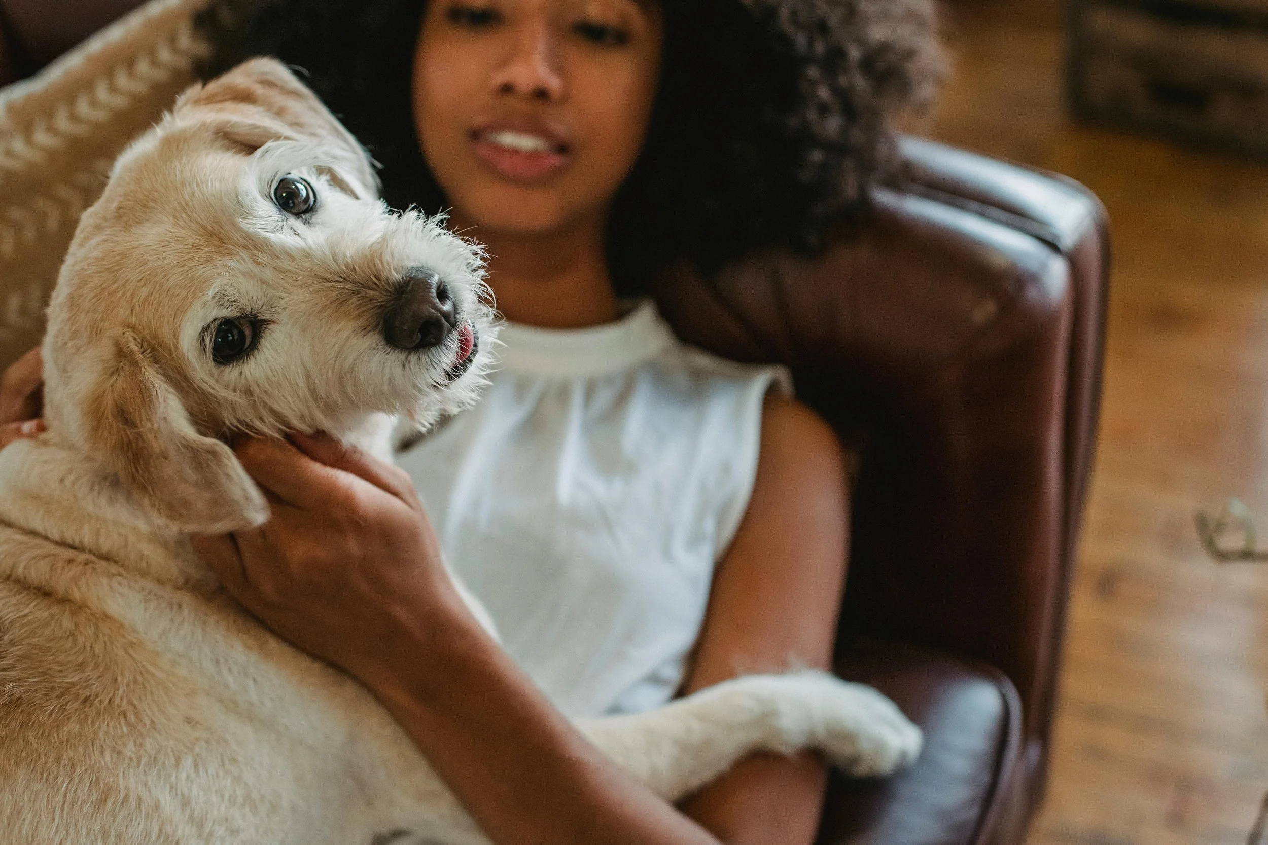 How to Create a Calm Home Environment for Your Dog