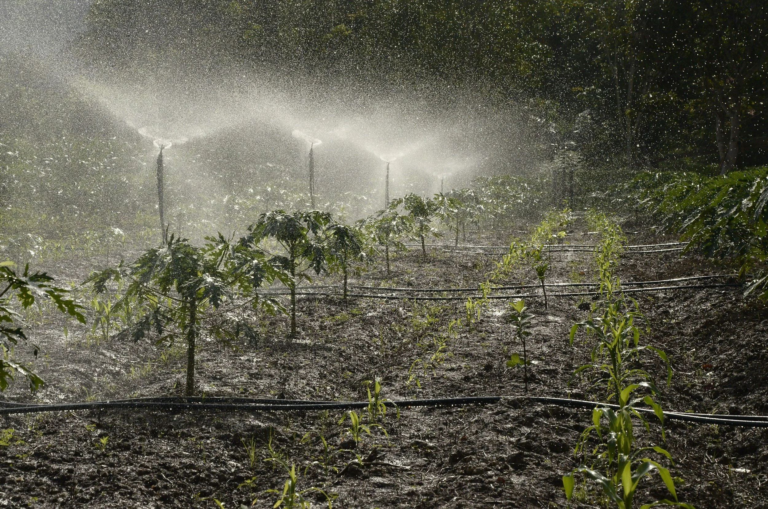 water plants with sprinkler, gardening