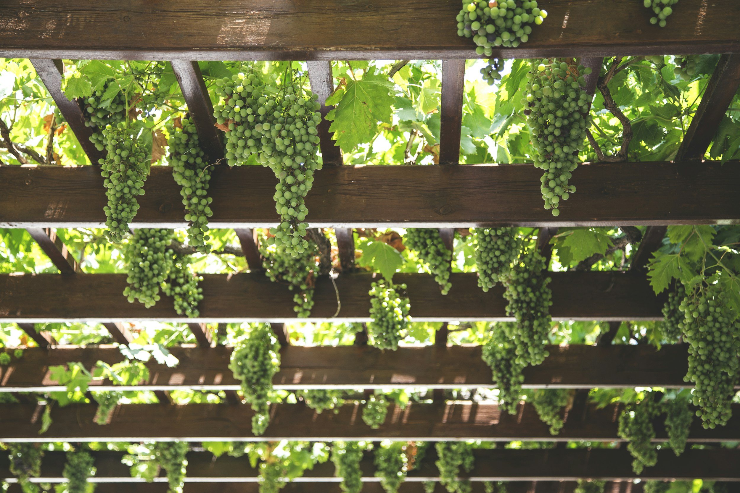 garapes-hydroponics-gardening
